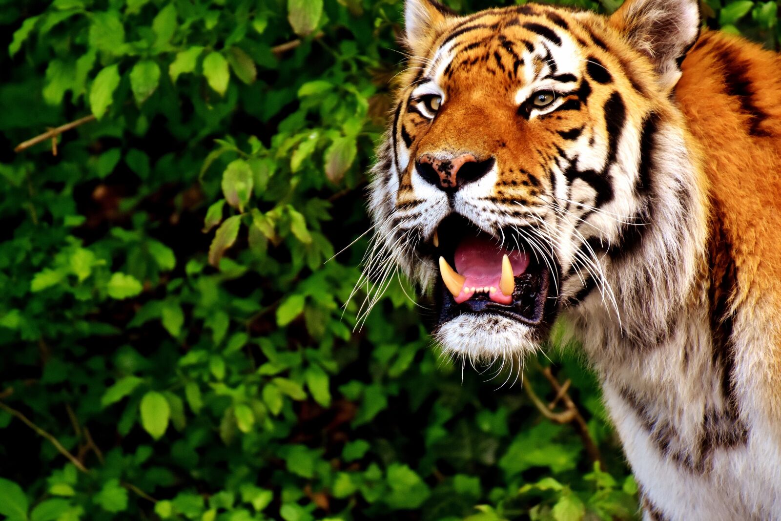 Nikon D7200 sample photo. Tiger, predator, fur photography