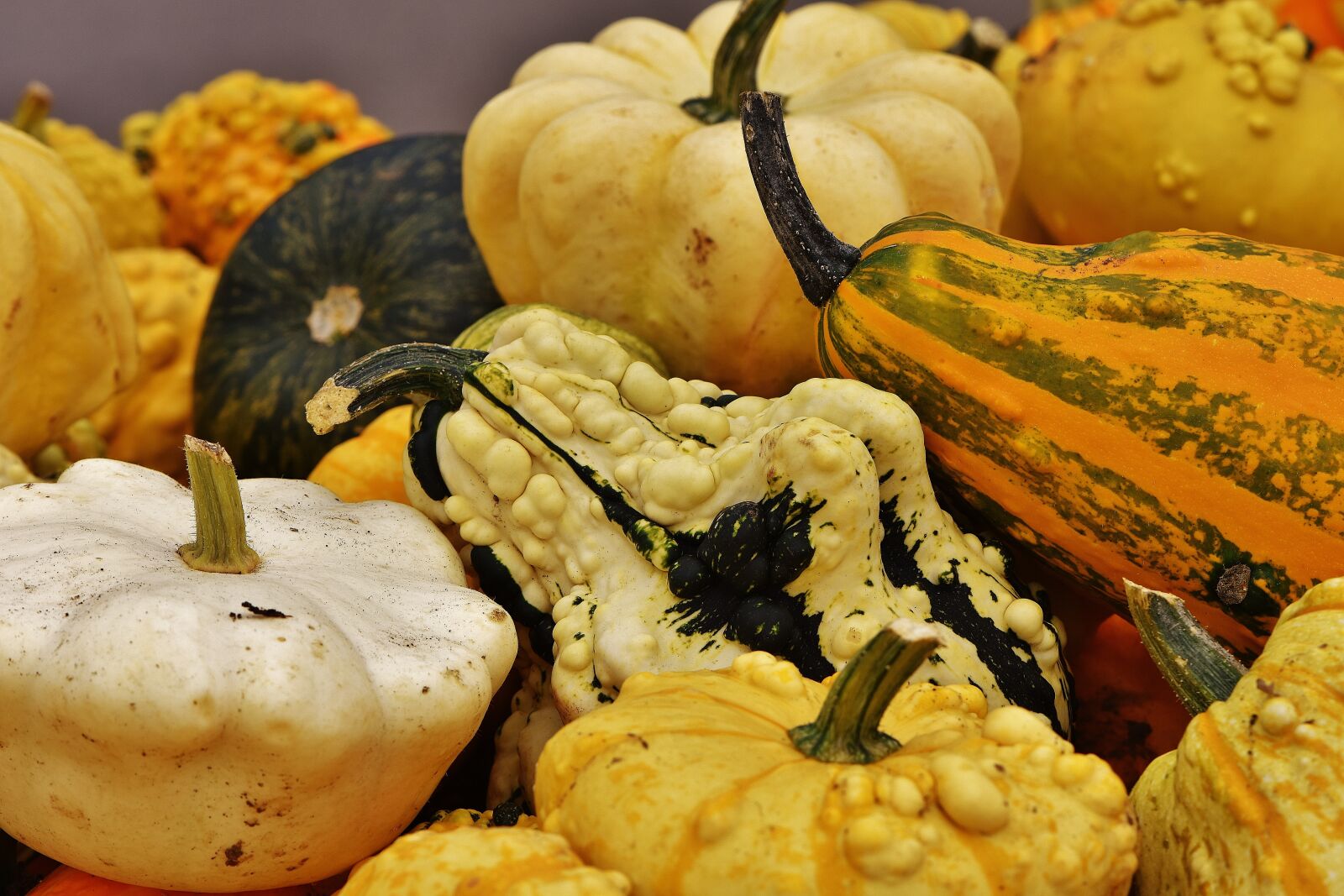 Nikon D7200 sample photo. Pumpkins, autumn, autumn decoration photography
