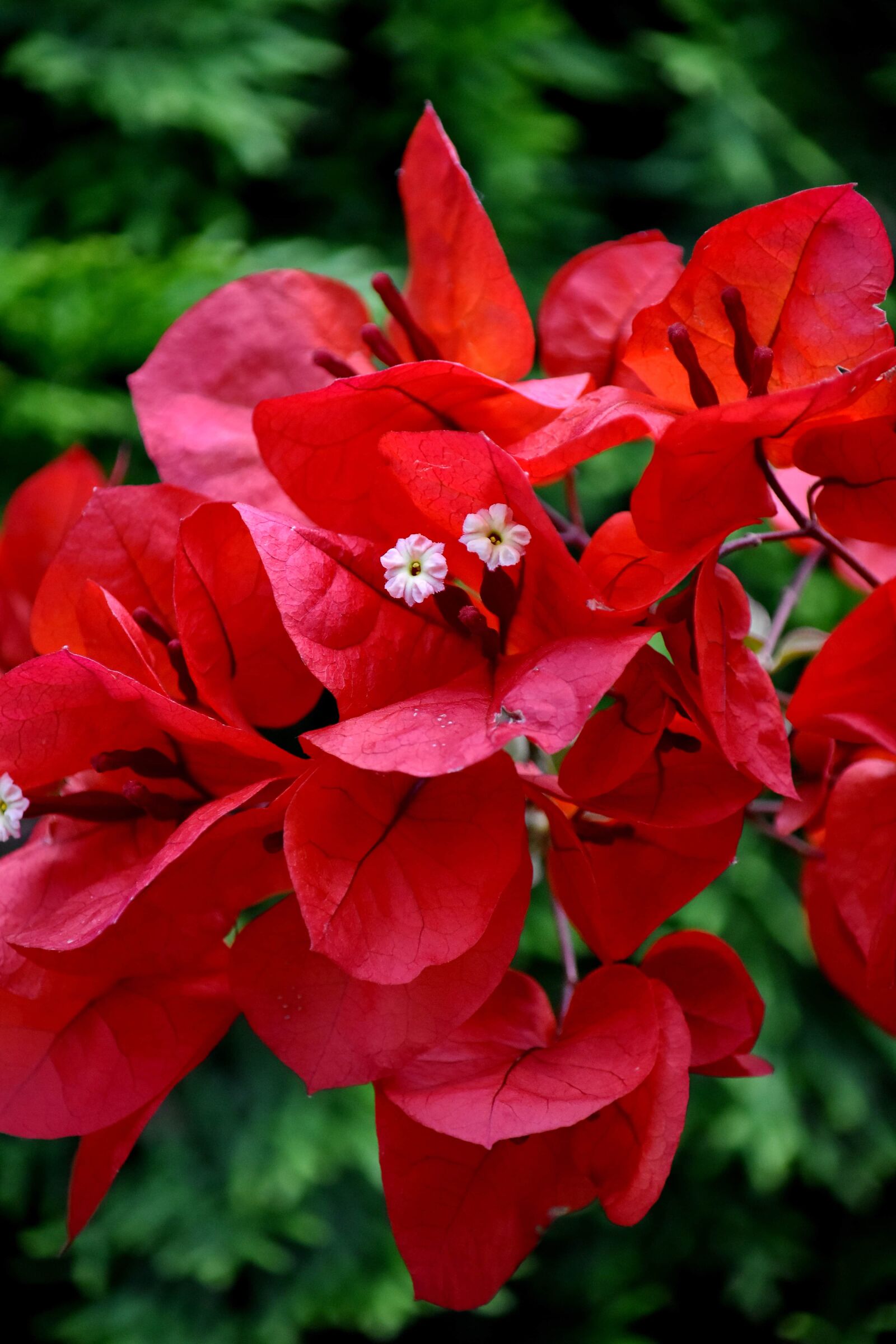 Nikon D5500 sample photo. Branches, flower garden, leaves photography