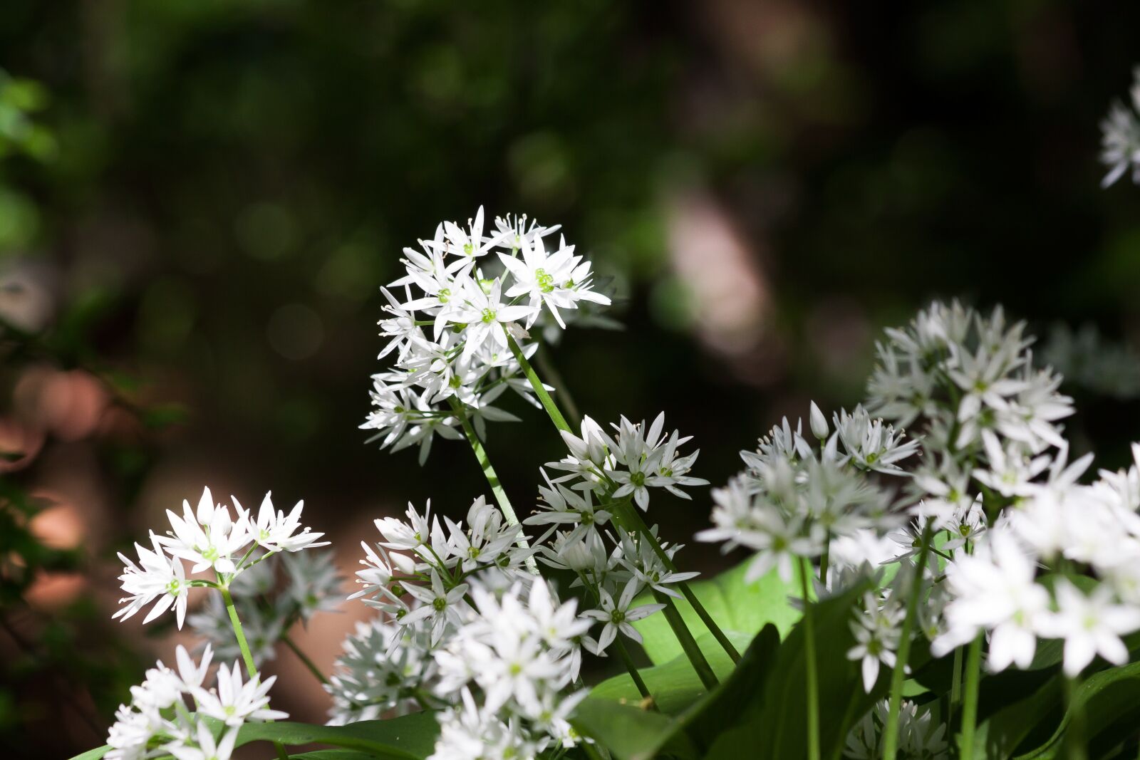 Canon EOS 50D sample photo. Bear's garlic, allium ursinum photography