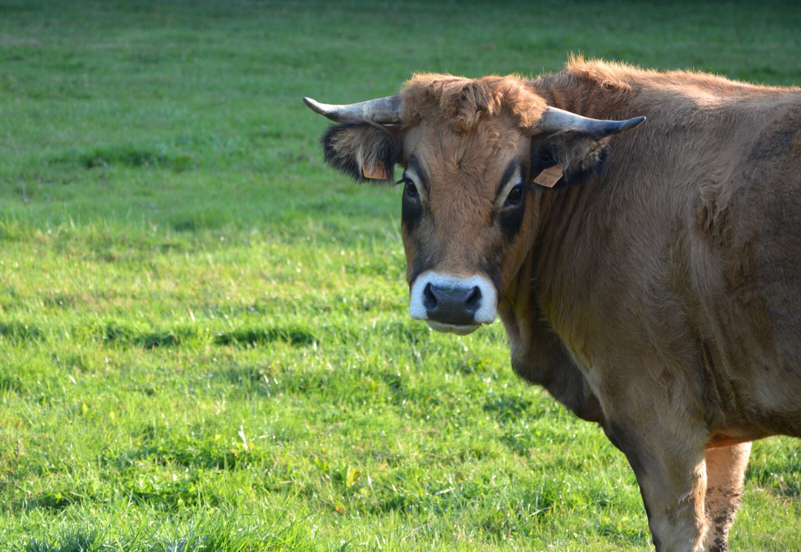 Nikon D5200 sample photo. Cow, cowhide, horns front photography