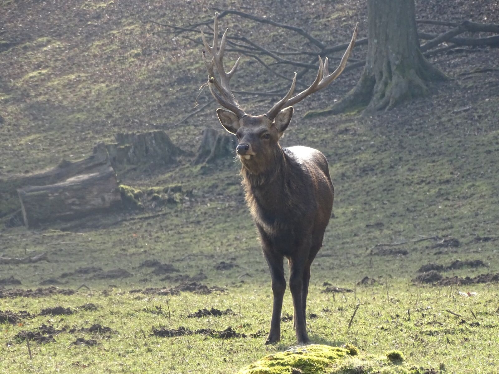 Sony Cyber-shot DSC-HX400V sample photo. Hirsch, wildlife park, free photography