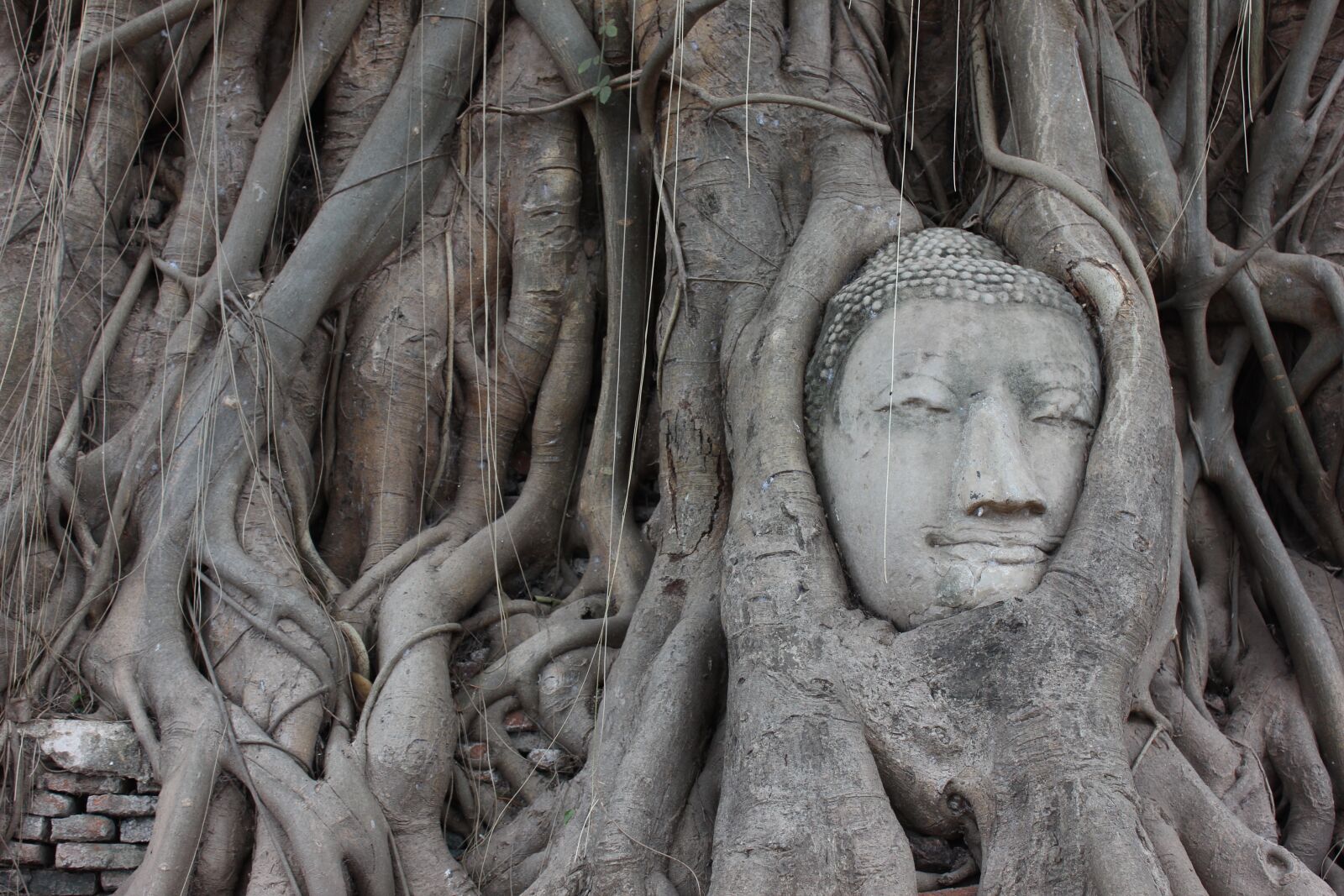 Canon EOS 600D (Rebel EOS T3i / EOS Kiss X5) sample photo. Ayutthaya, buddha, roots photography