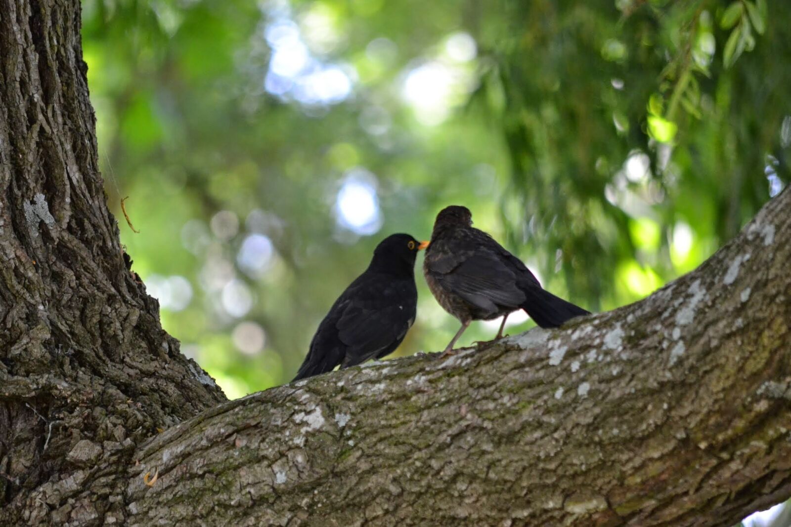 Nikon D3100 sample photo. Love birds, two birds photography