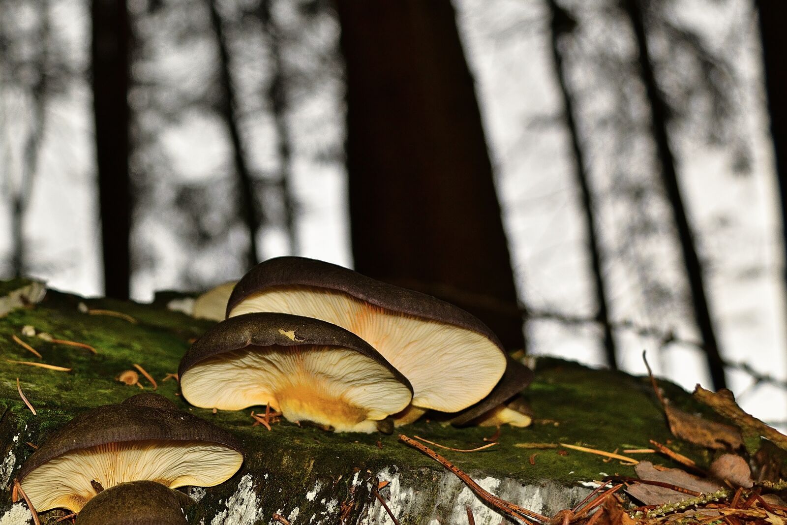 Nikon D5200 sample photo. Mushrooms, tree fungi, log photography