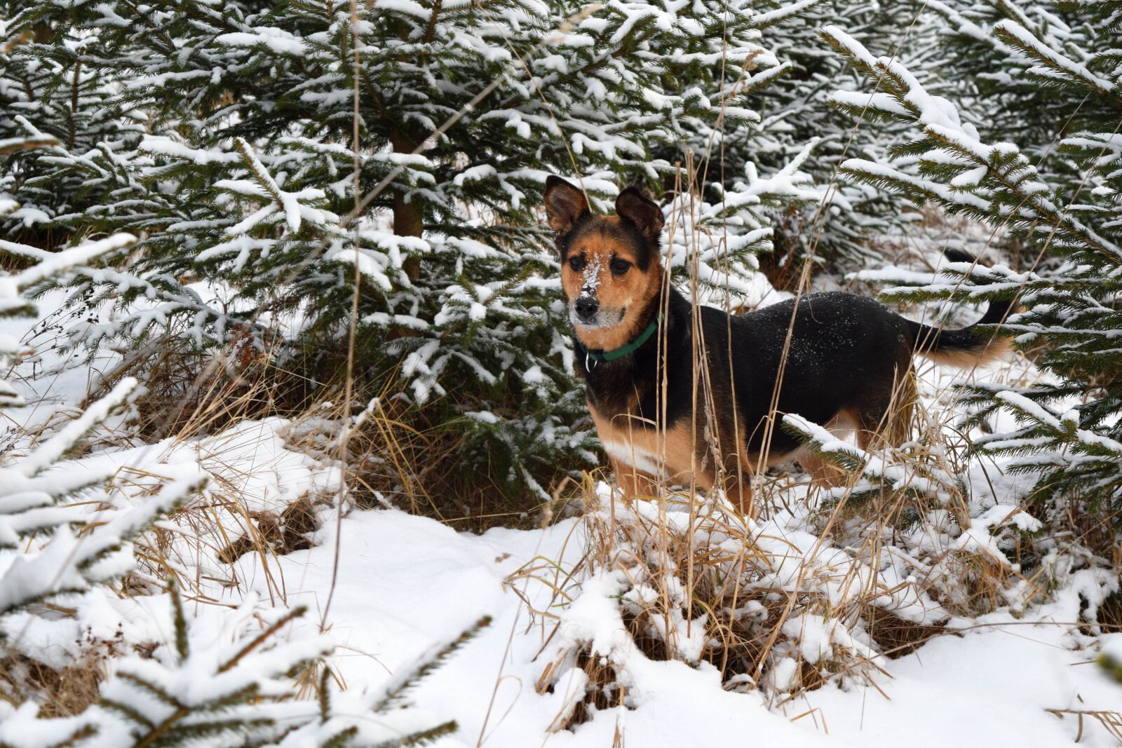 Nikon D3300 sample photo. Dog, winter, pet photography