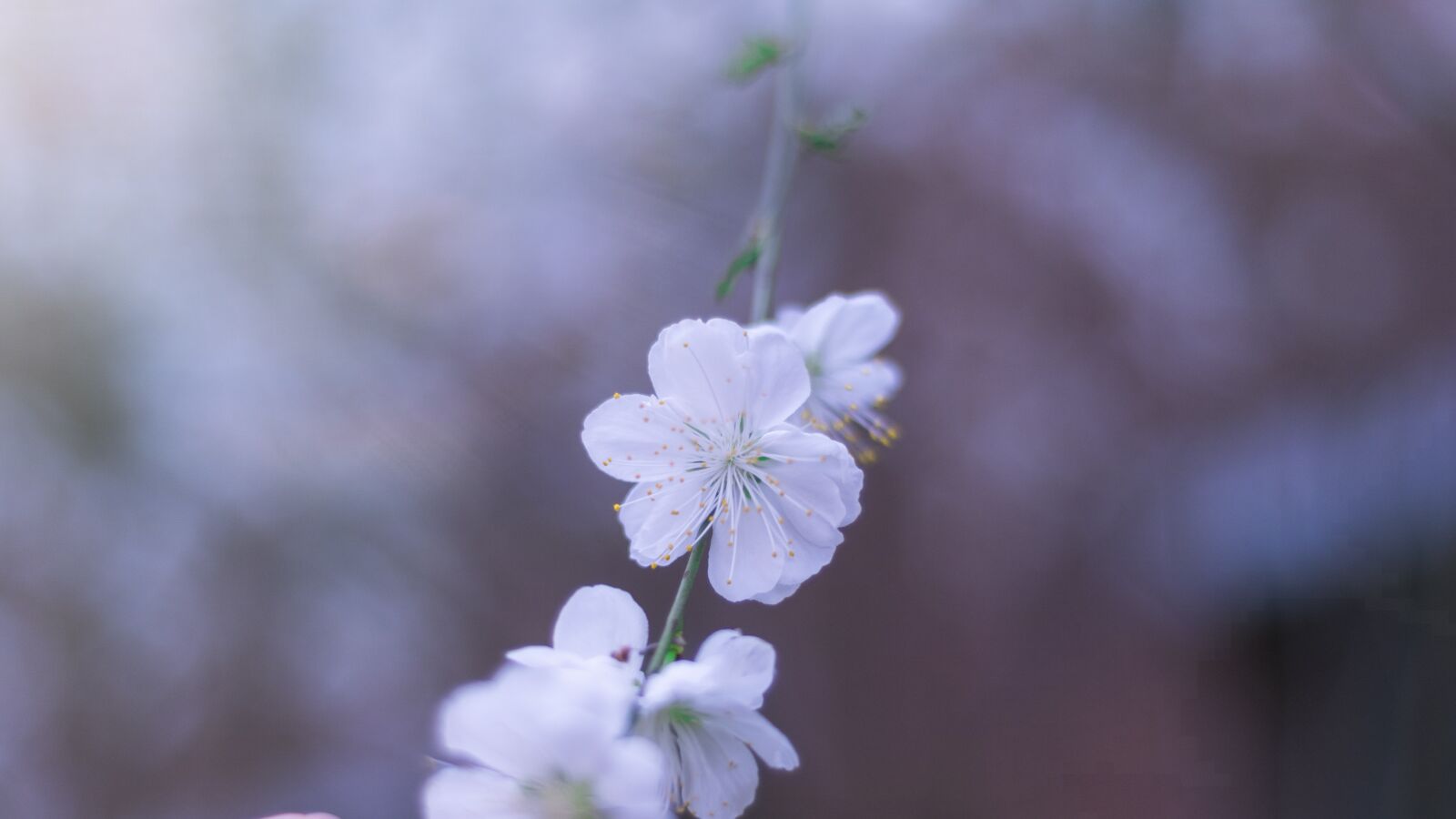 Nikon D750 sample photo. White flower, pear blossom photography