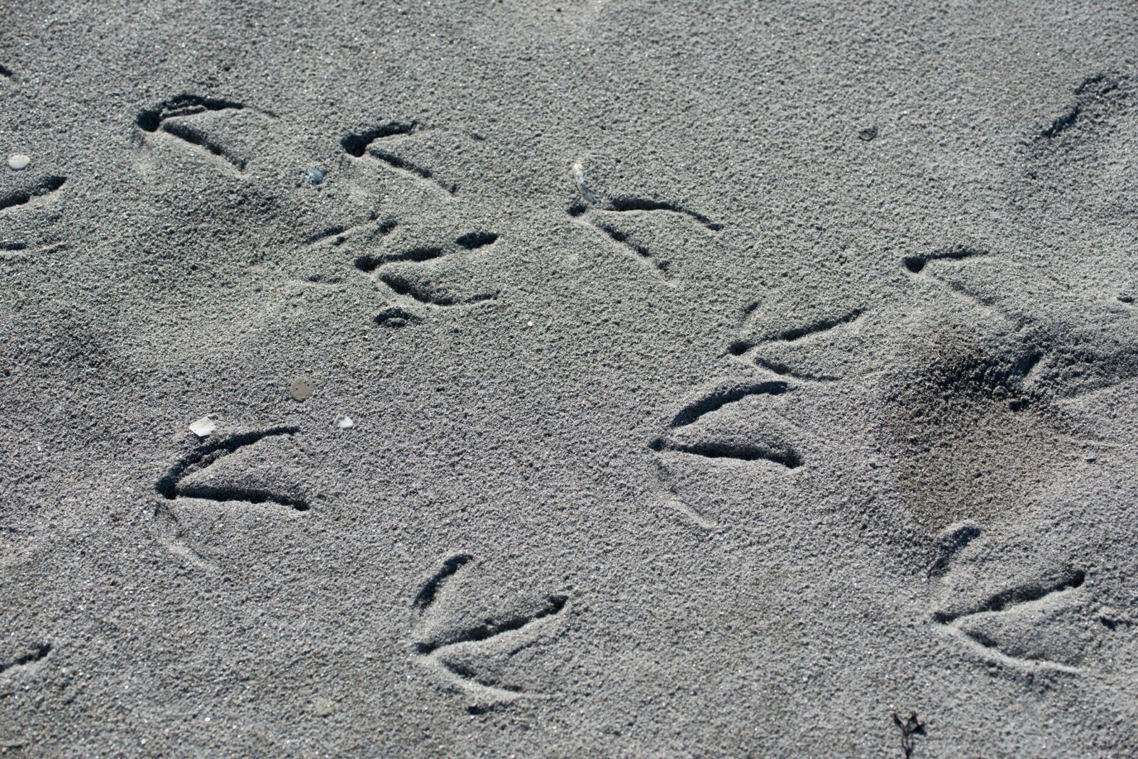 Nikon D800 sample photo. Beach, tracks in the photography