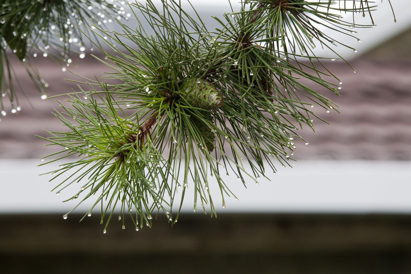 Canon EOS 5D sample photo. Nature, plants, leaf photography
