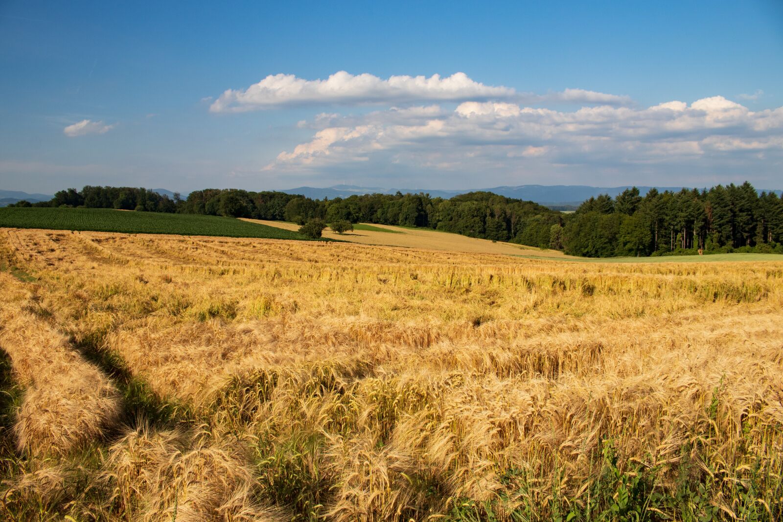 Canon EOS 80D sample photo. Field, nature, bauer photography