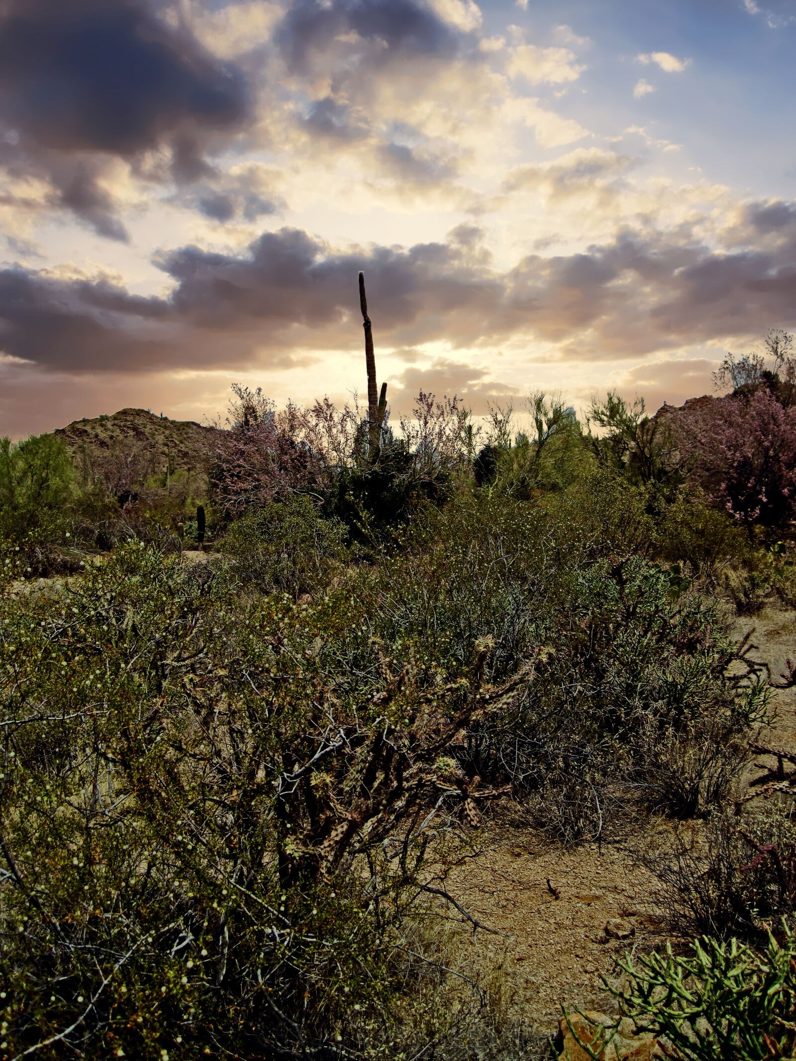 Canon PowerShot SD1200 IS (Digital IXUS 95 IS / IXY Digital 110 IS) sample photo. Arizona, cactus, joshua photography