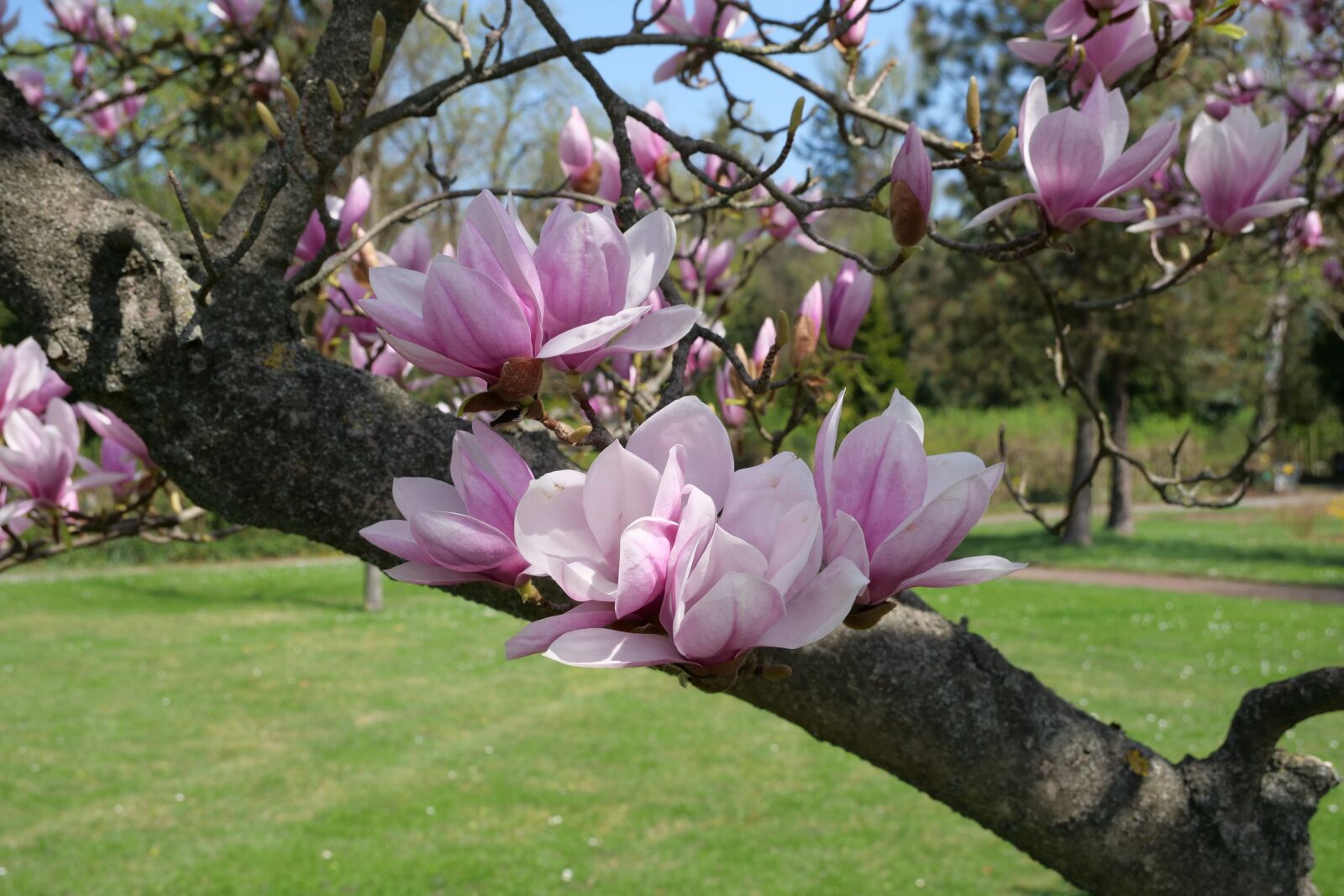 Panasonic Lumix DC-G9 sample photo. Tree, magnolia tree, tulip photography