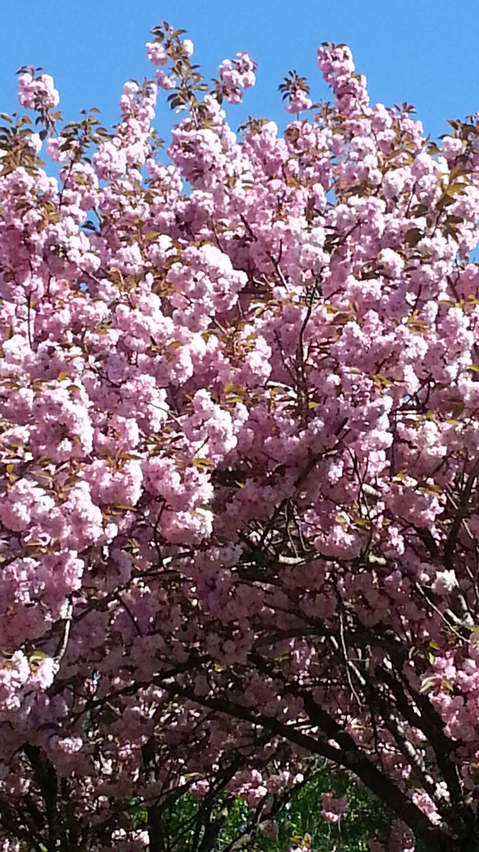 Samsung Galaxy Note2 sample photo. Tree, flowers, pink photography