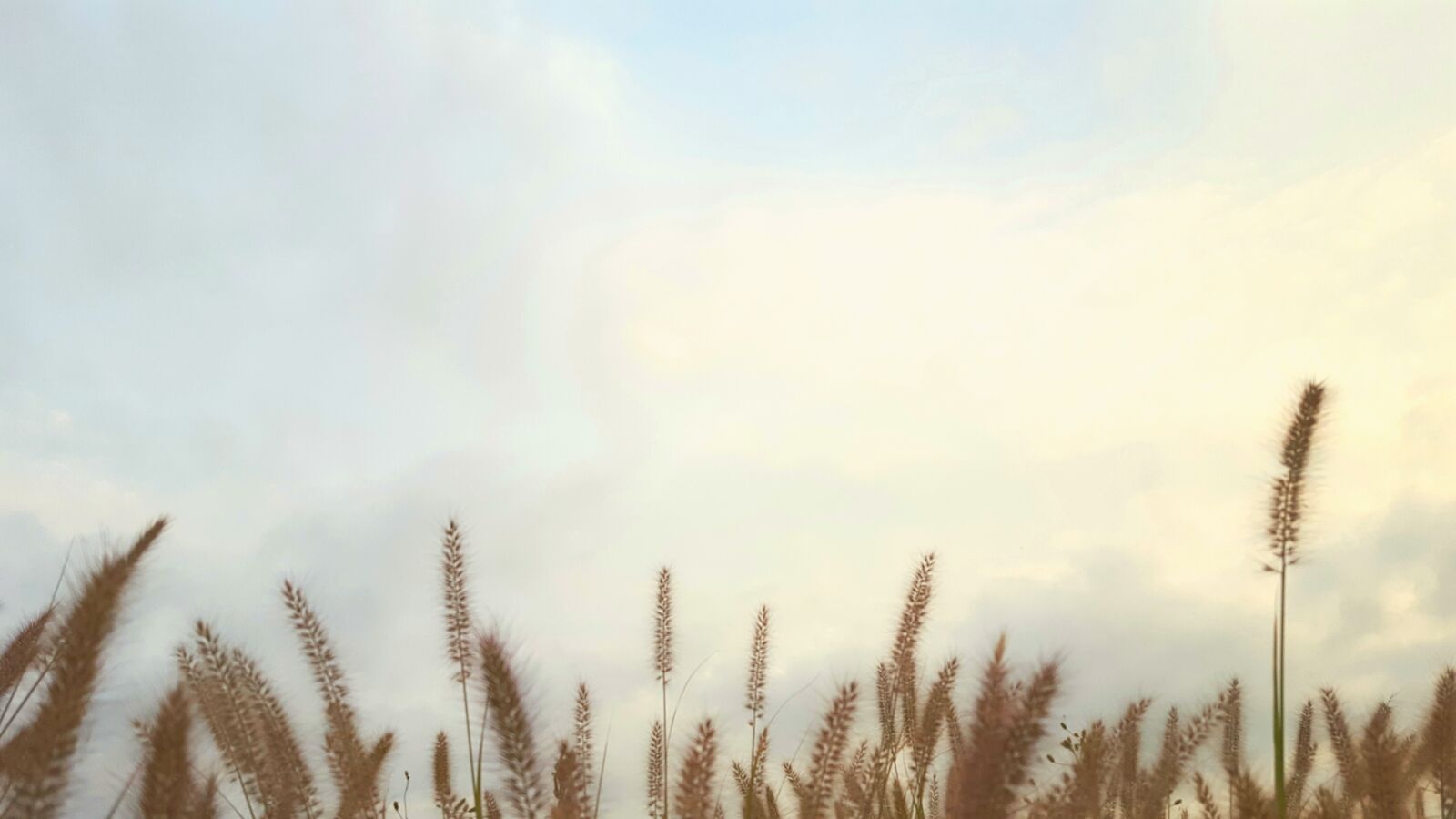 Samsung Galaxy S6 sample photo. Autumn, field, flowers photography