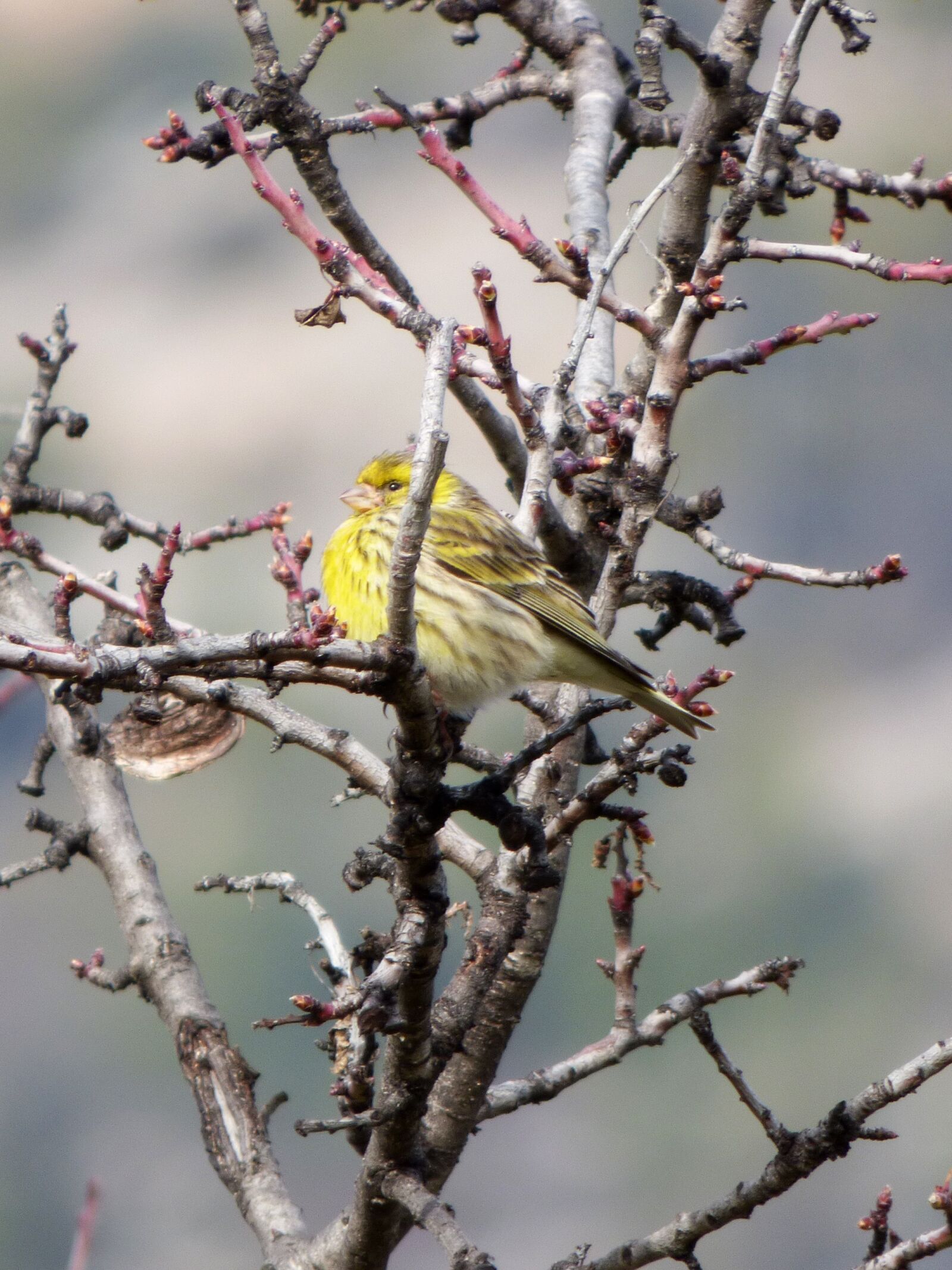 Panasonic Lumix DMC-FZ70 sample photo. Serinus serinus, european serin photography