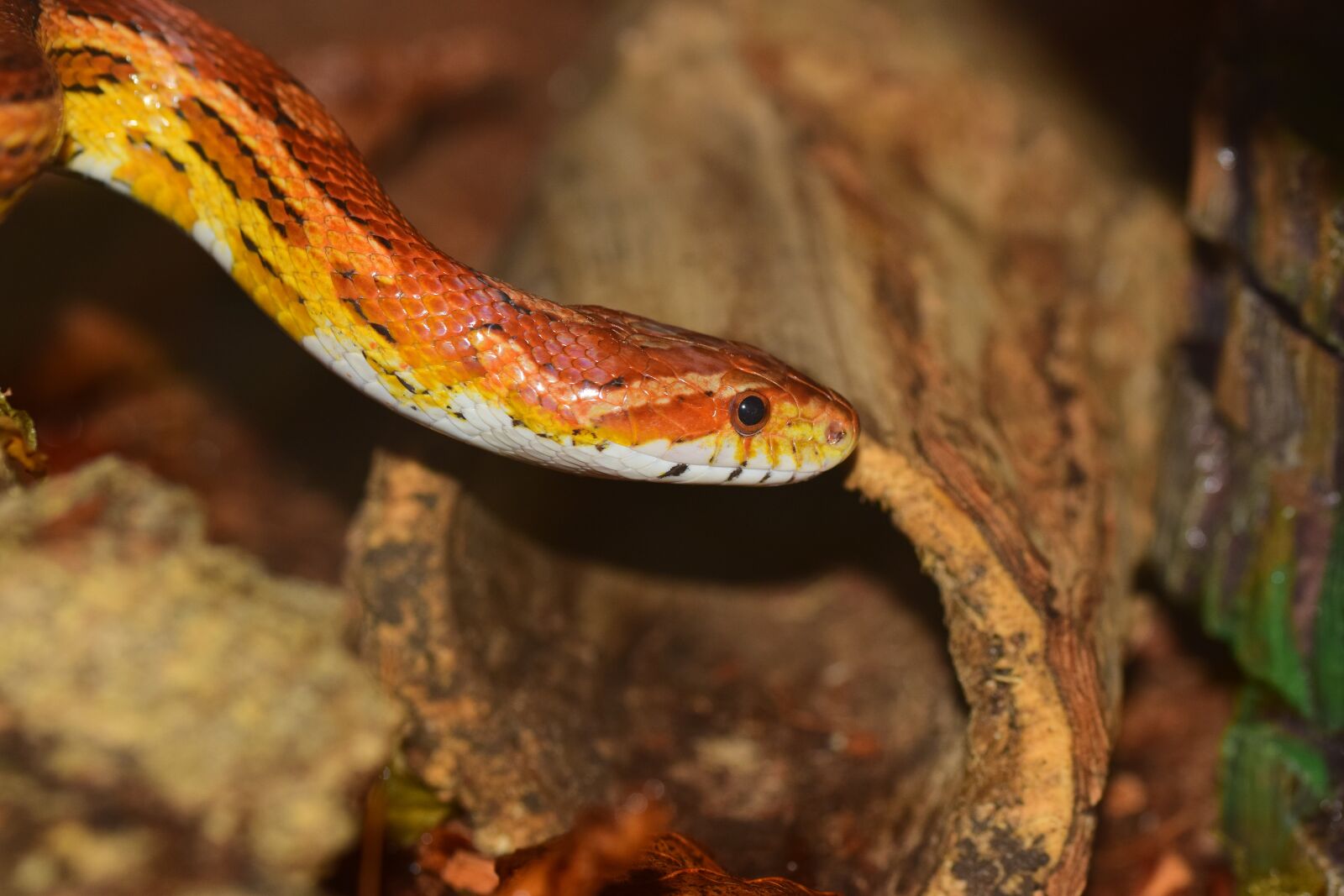 Nikon D5300 sample photo. Corn snake, snake, skin photography