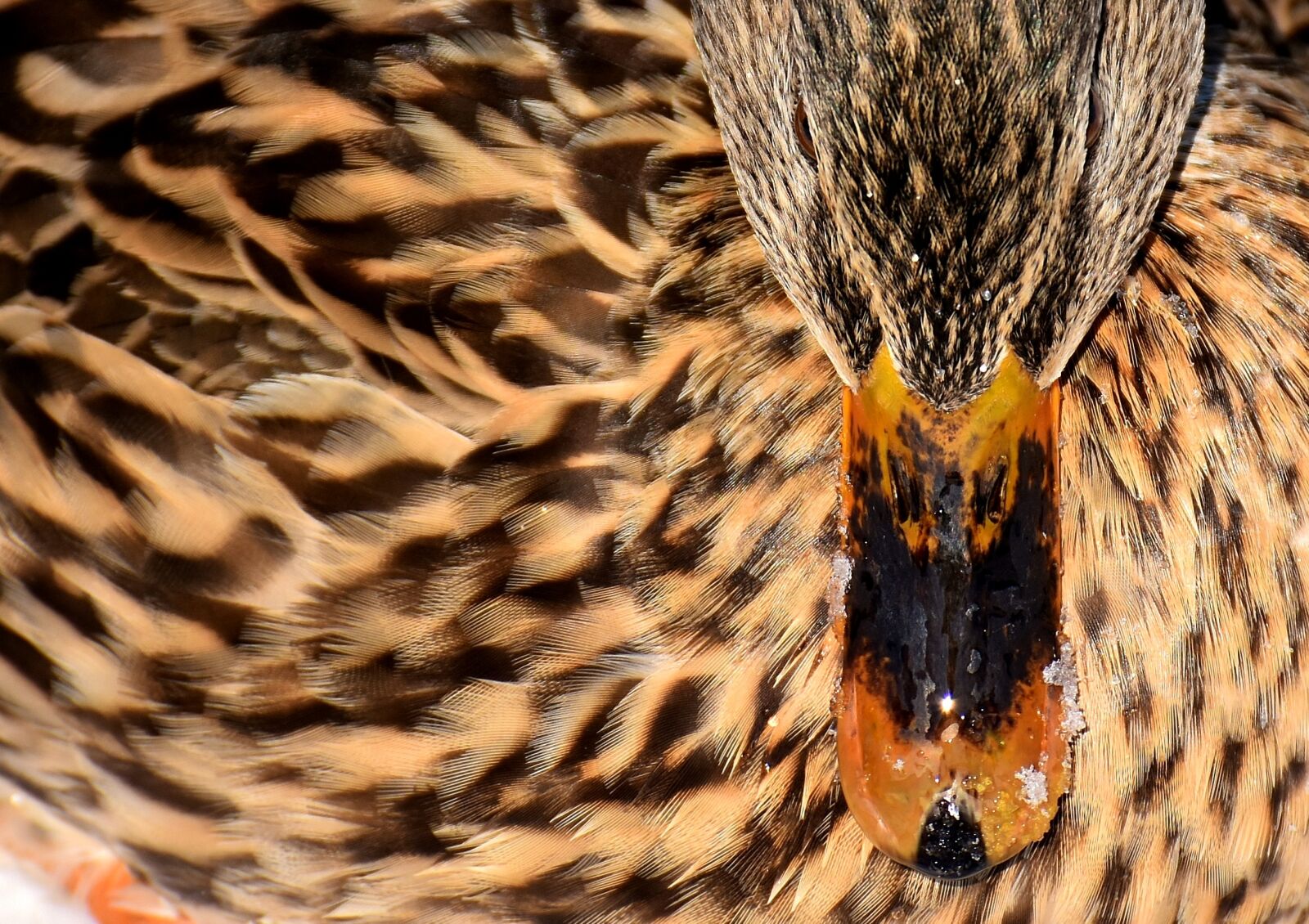 Nikon D7200 sample photo. Duck, mallard, snow photography