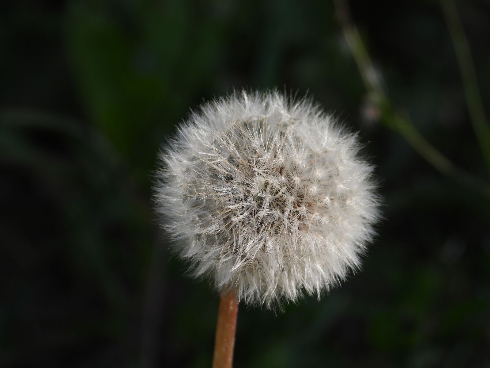 Nikon Coolpix P1000 sample photo. Dandelion, sonchus oleraceus, meadow photography