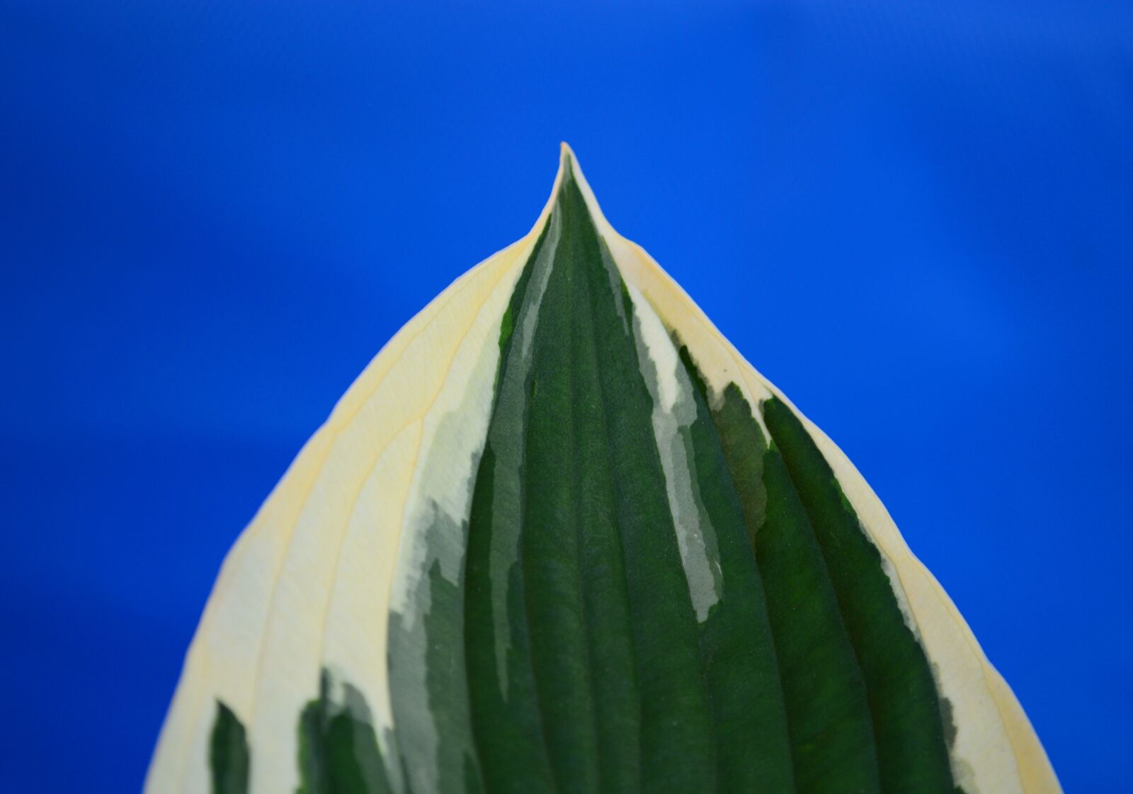 Nikon D3200 sample photo. Plantain lily, hosta, minute photography