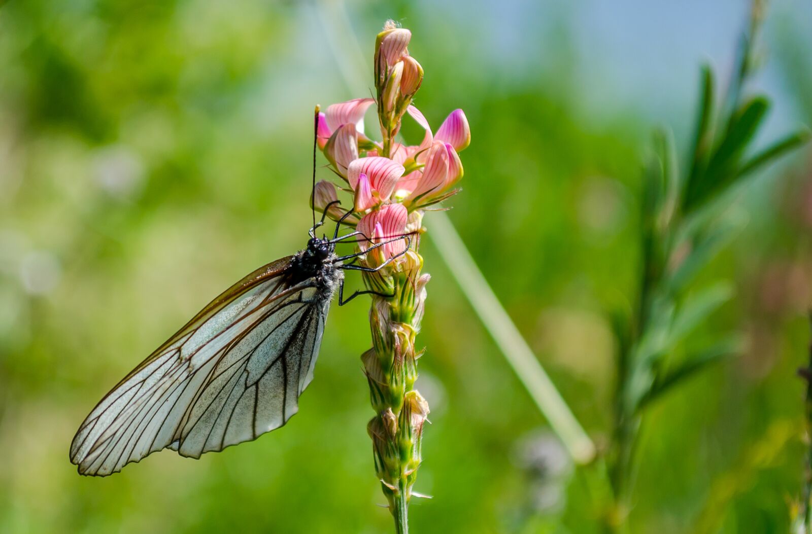 Nikon D7000 sample photo. Nature, insect, butterfly photography