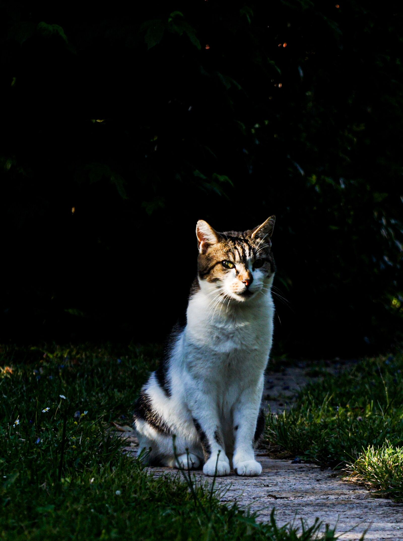 Sony Alpha NEX-3 sample photo. Cat, light, animals photography