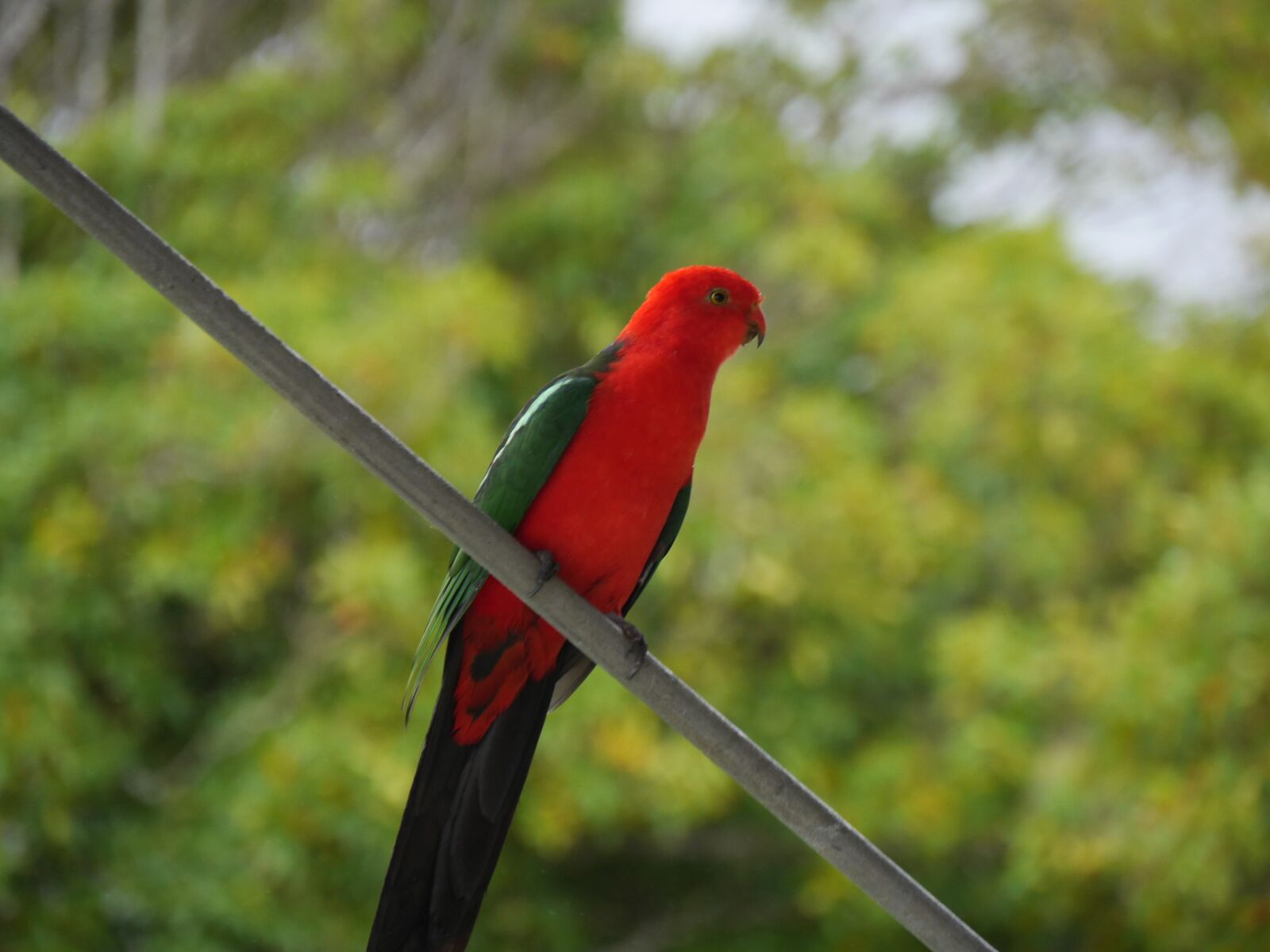Panasonic Lumix DMC-GH3 sample photo. Australia, king, parrot photography
