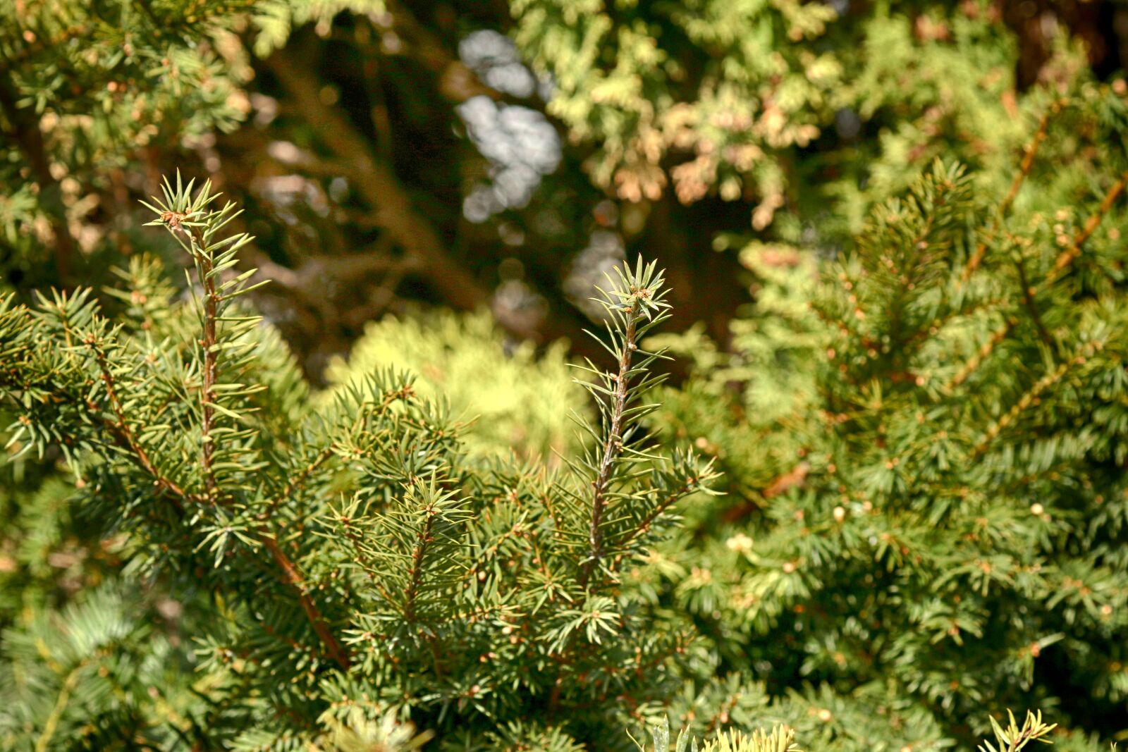 Canon EOS 7D Mark II + Canon EF 135mm F2L USM sample photo. Tree, needle, evergreen photography