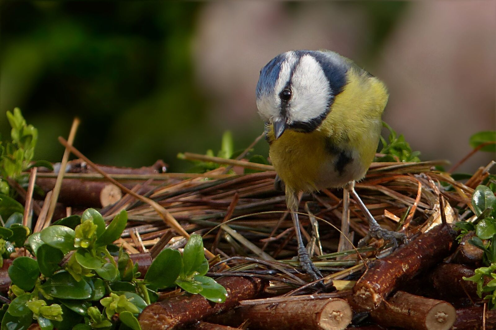 Panasonic Lumix DMC-FZ200 sample photo. Blue tit, cyanistes caeruleus photography
