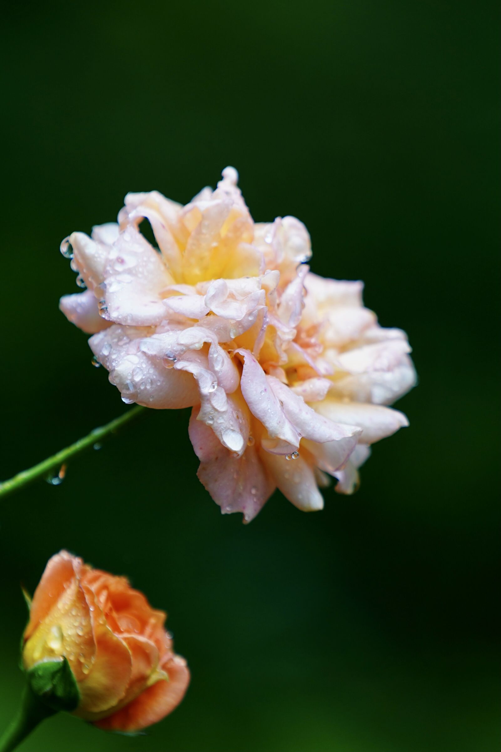 Sony FE 70-200mm F4 G OSS sample photo. Flower, rose, petals photography