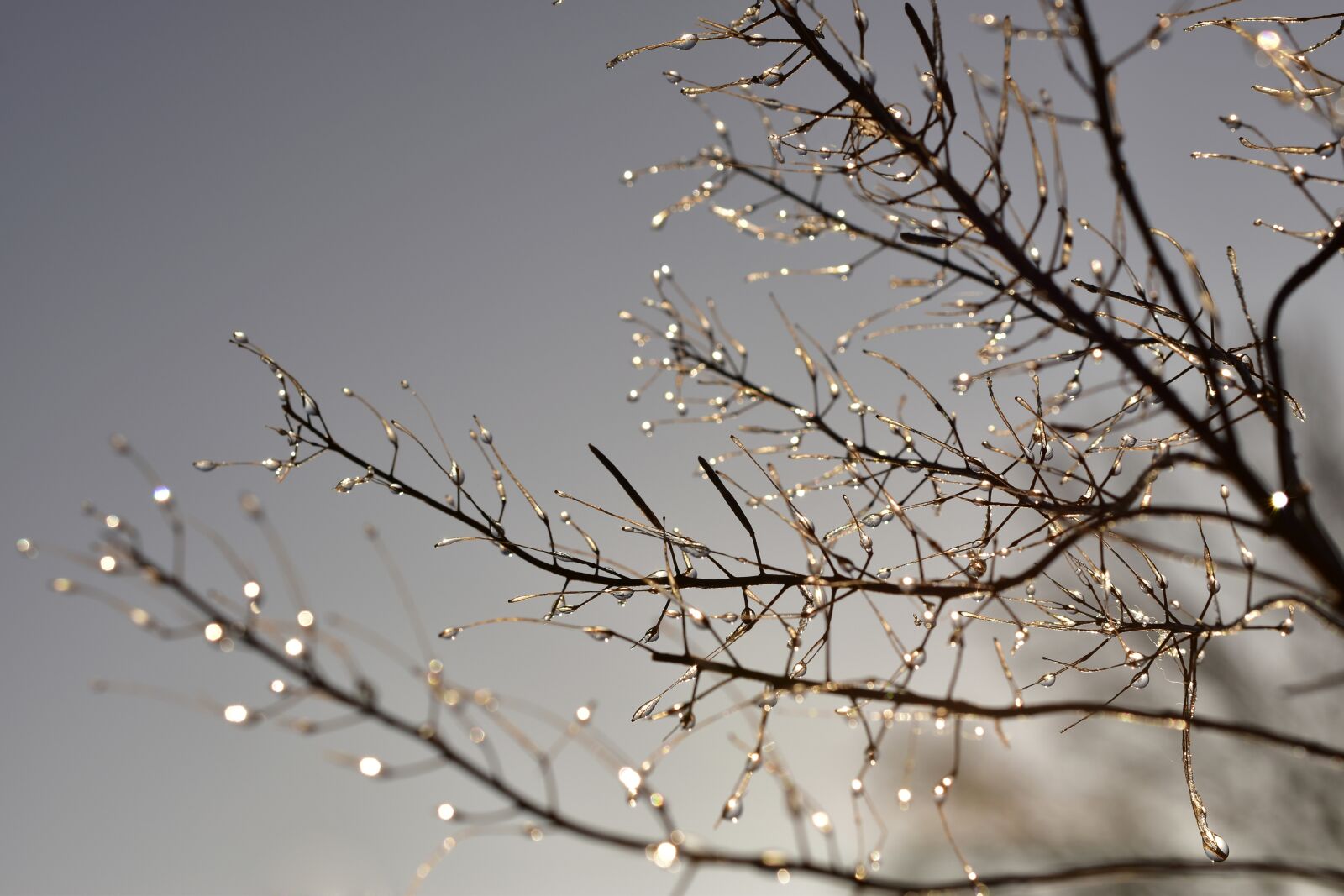 Nikon D5600 sample photo. Drop of water, frost photography