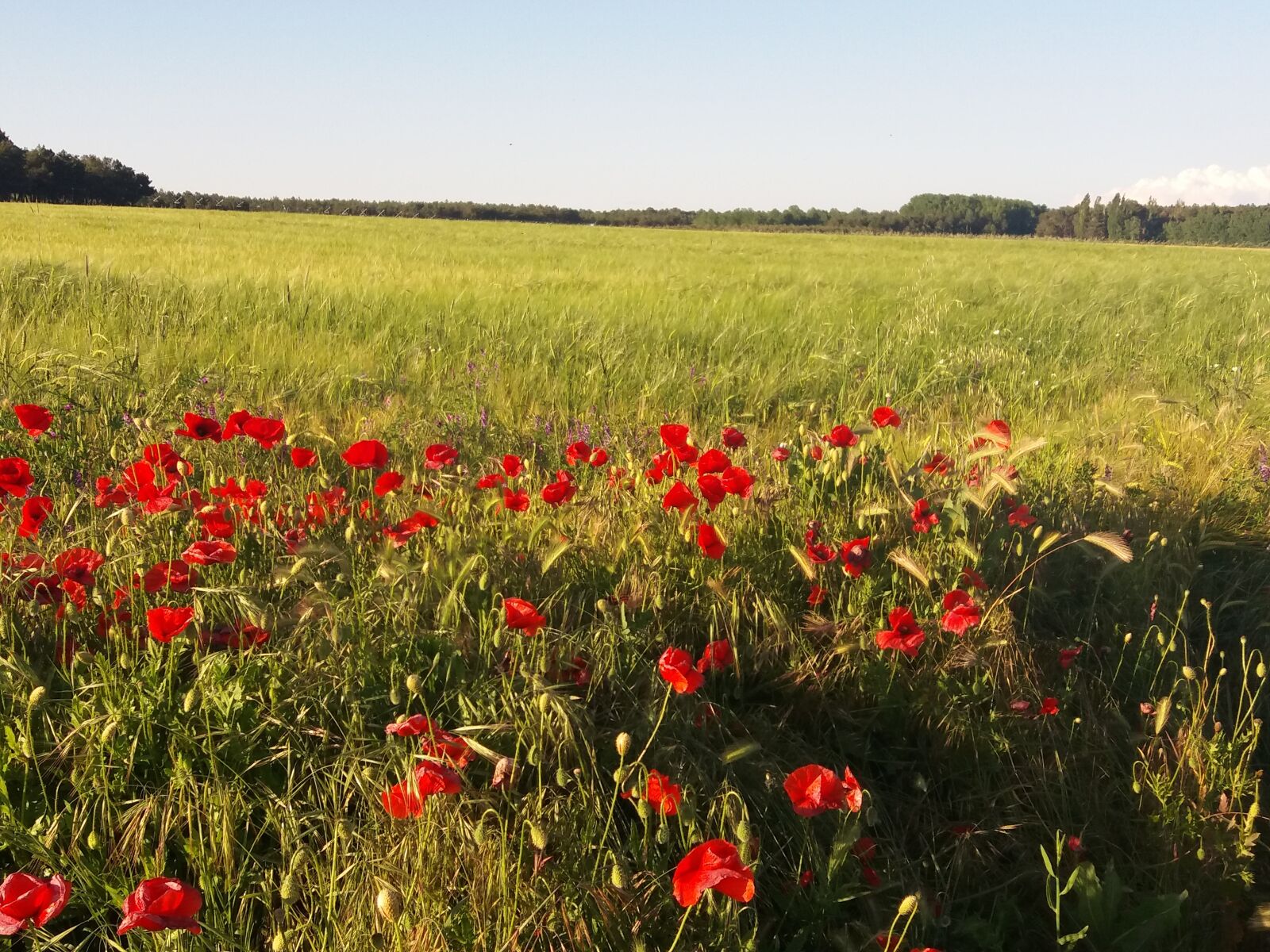 Samsung Galaxy J5(2016) sample photo. Wheat, spring, castilla photography