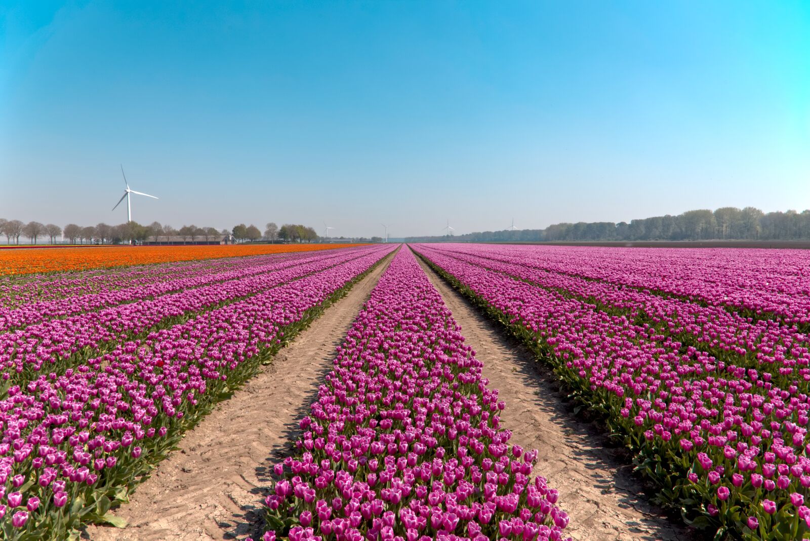 Canon EOS 6D + Canon EF 24-105mm F4L IS USM sample photo. Bulb fields, tulips, bulb photography