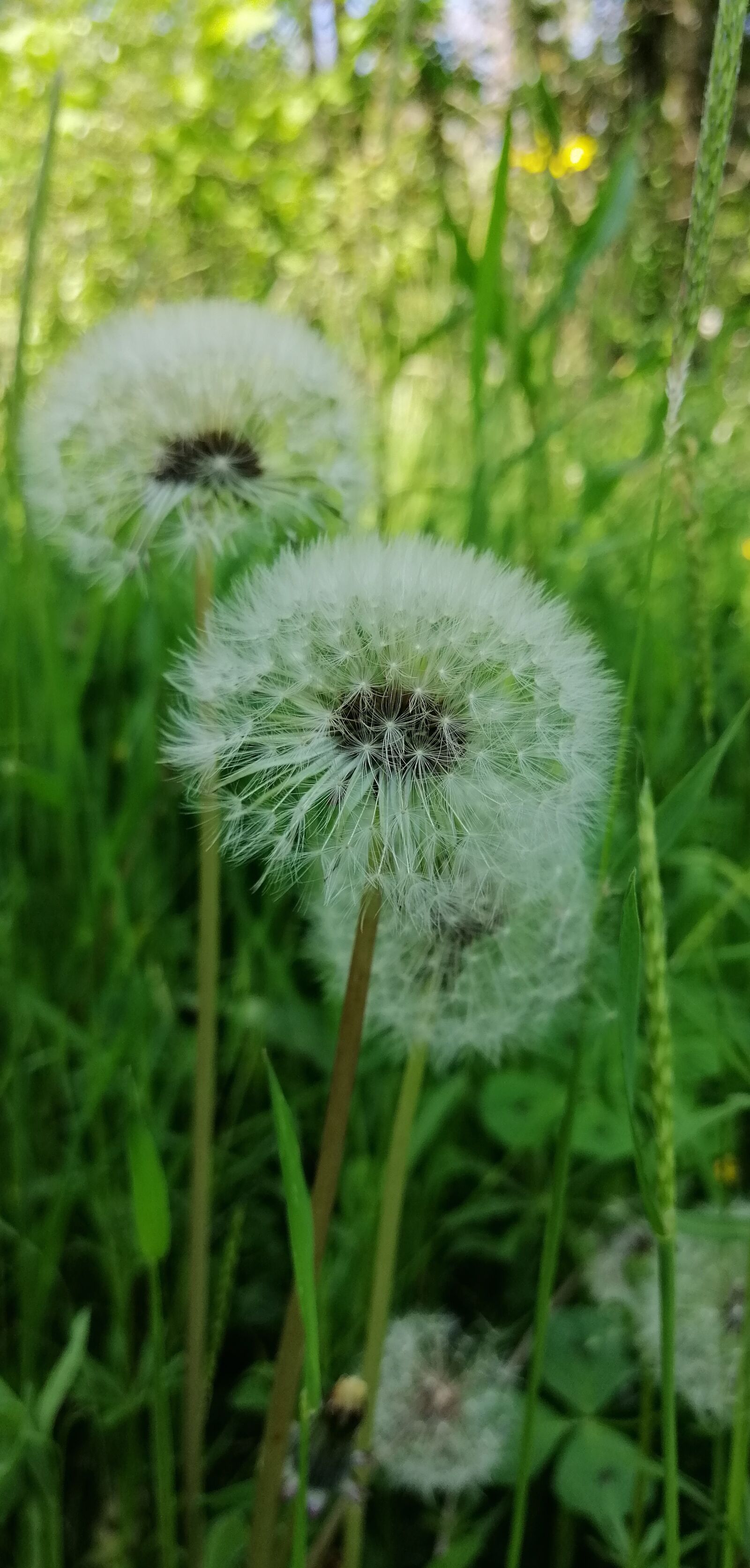 HUAWEI SNE-LX1 sample photo. Pollen, flower, plant photography