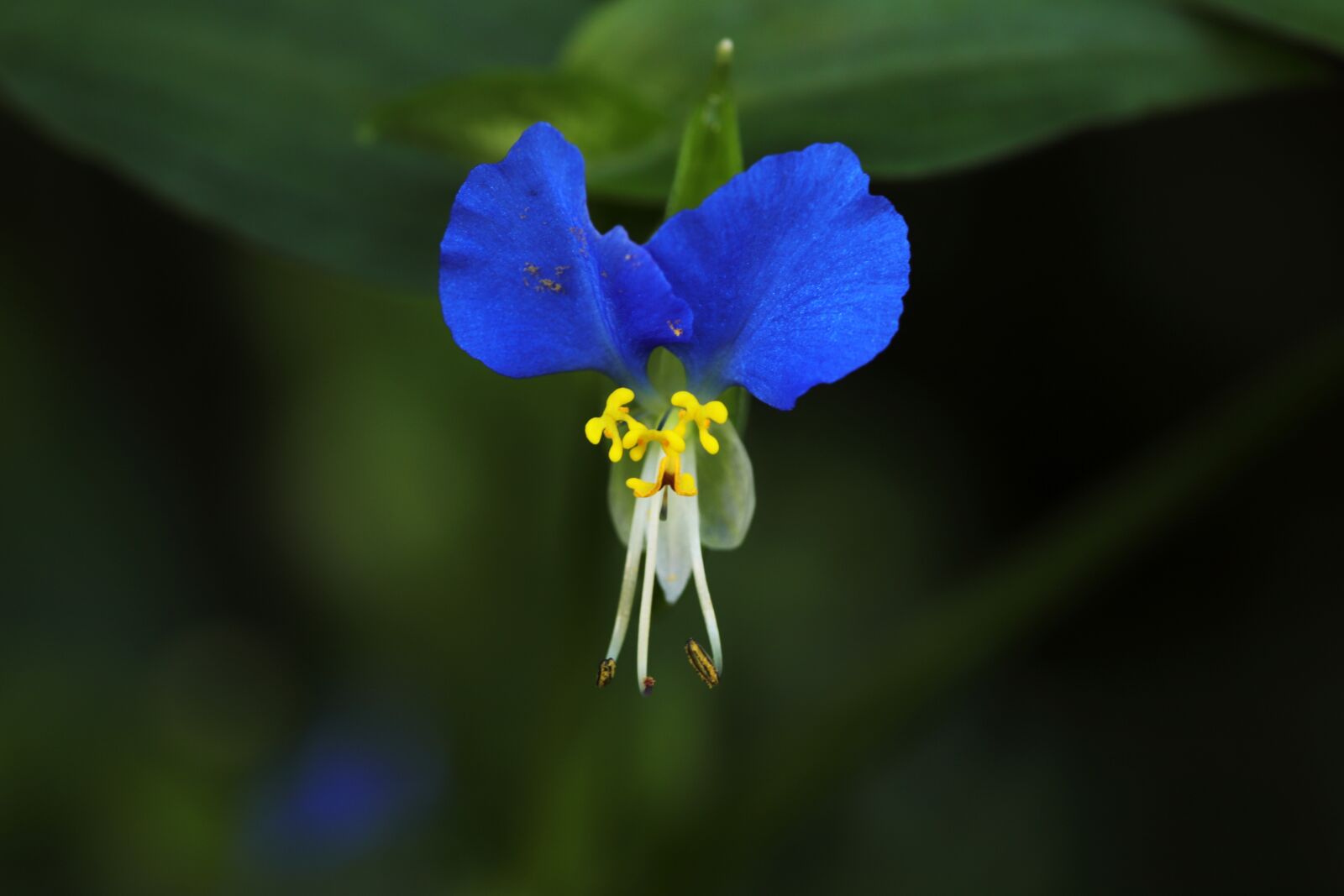 Canon EOS 6D Mark II sample photo. Wildflower, plants, garden photography