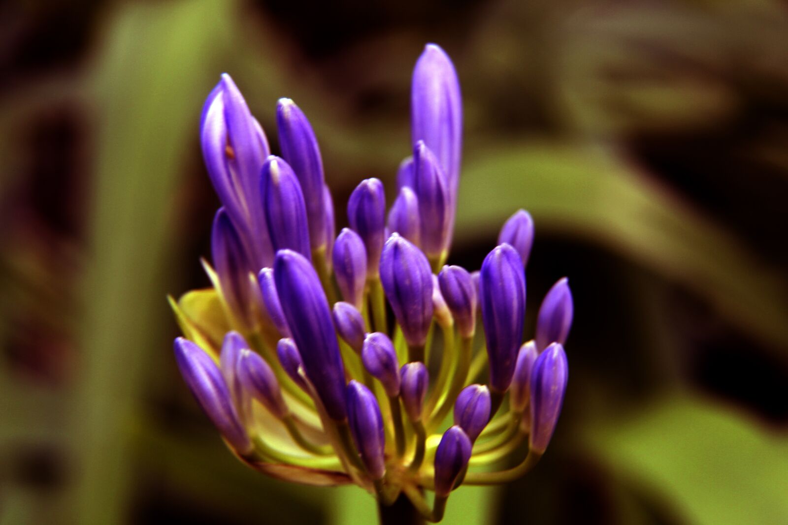 Canon EF-S 17-85mm F4-5.6 IS USM sample photo. Macro, flowers, plants photography