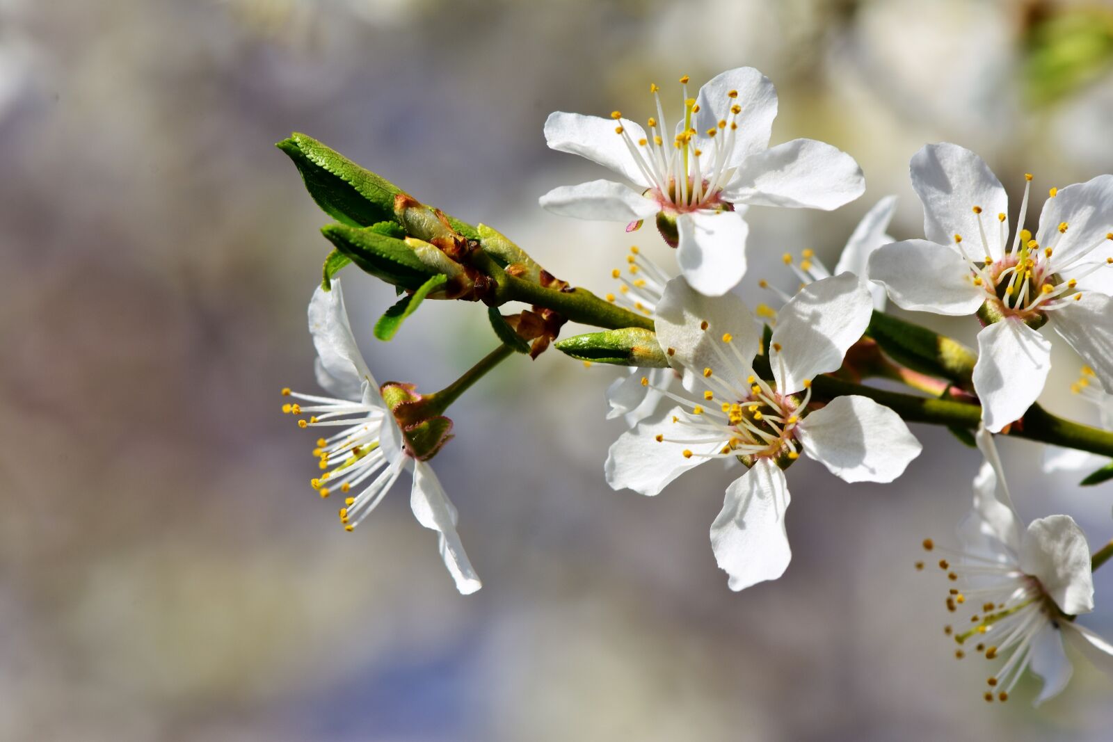 Nikon D7200 sample photo. Plum blossom, blossom, bloom photography