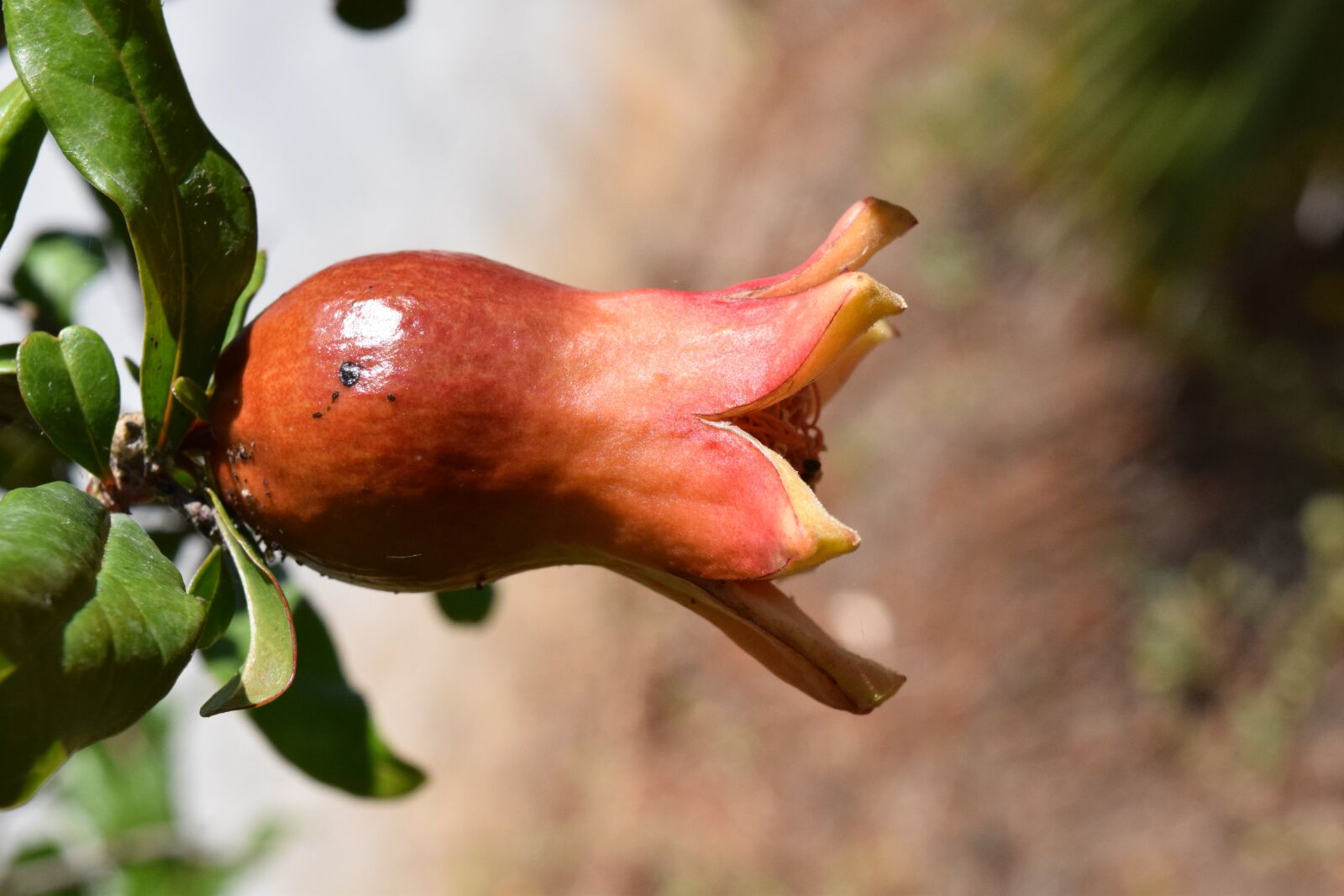 Nikon D3300 sample photo. Pomegranate, bud, mediterranean photography