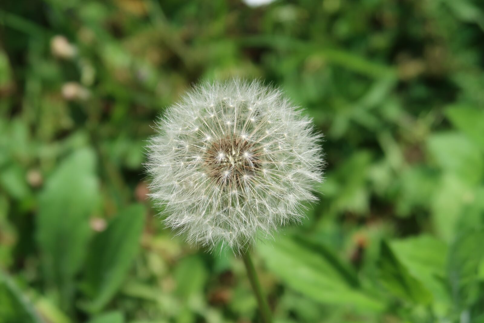 Canon PowerShot G7 X Mark II sample photo. Dandelion, nature, spring photography