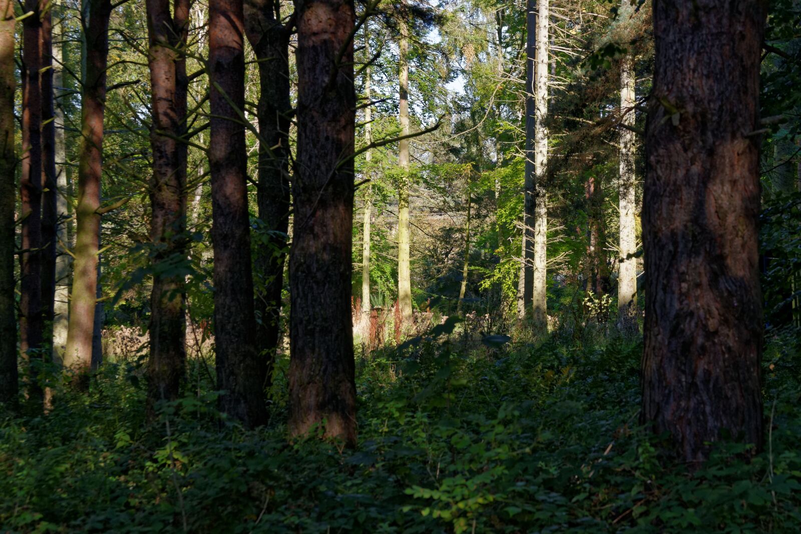 Nikon D3300 sample photo. Forest, woods, trees photography