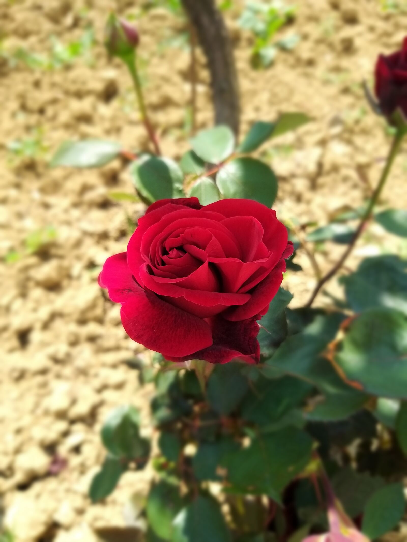 Samsung Galaxy A9 (2018) sample photo. Rose, red, spring photography