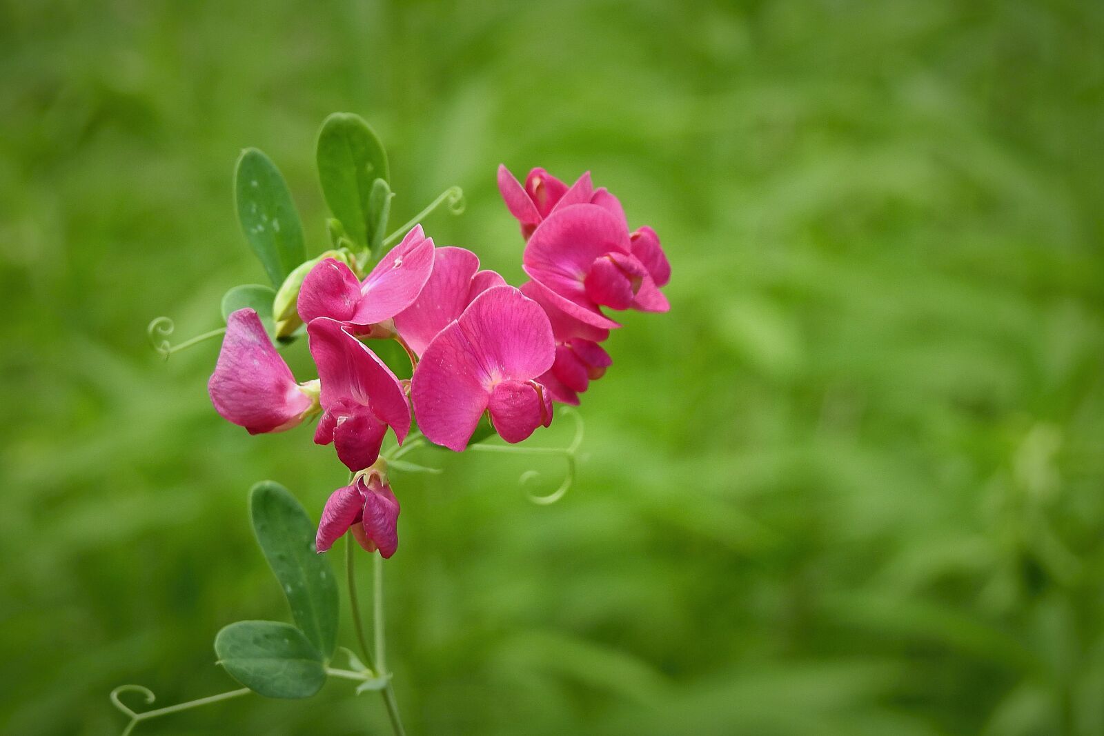 Nikon Coolpix P900 sample photo. Flowers, meadow, nature photography