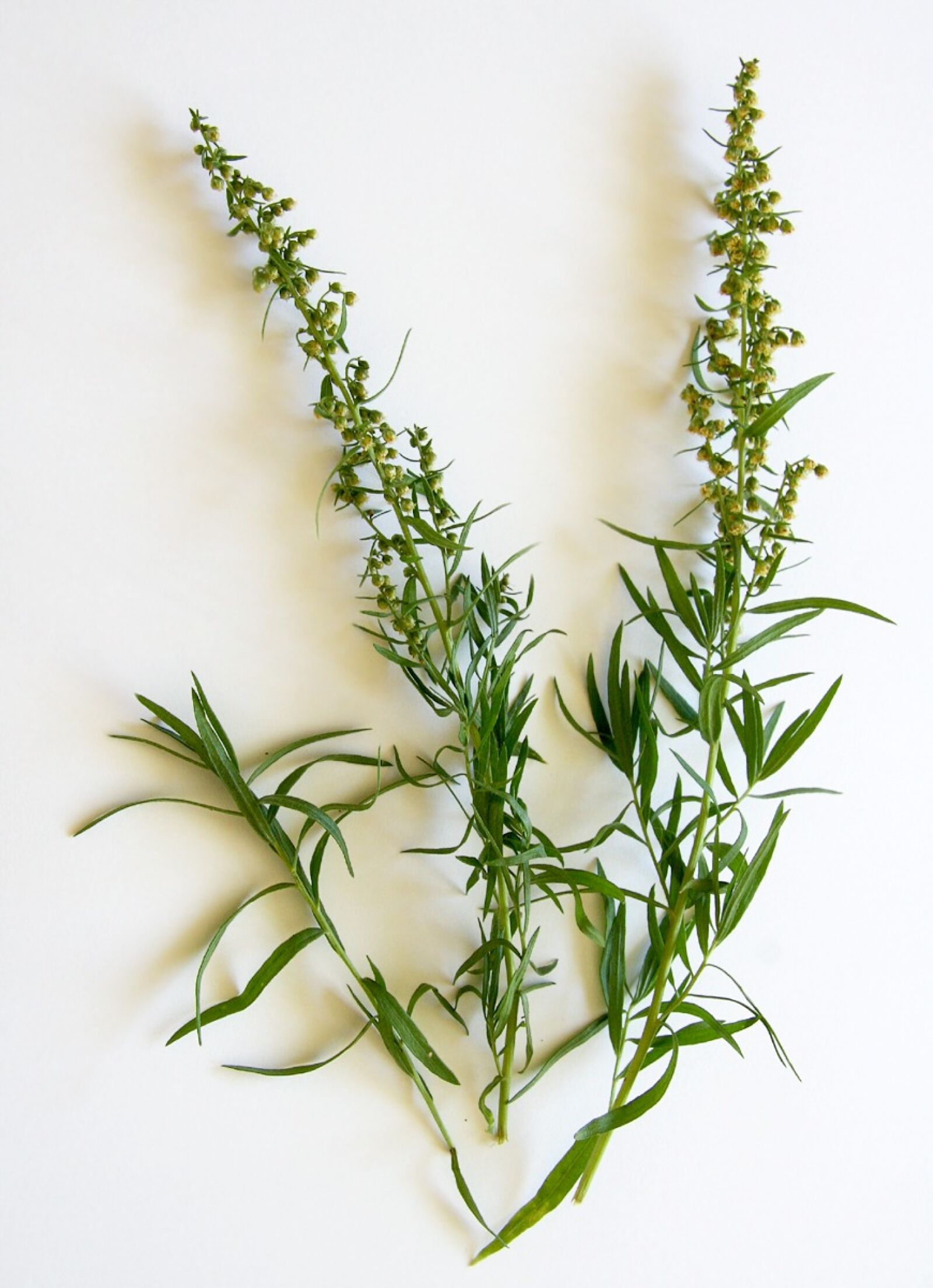 Canon EOS 40D sample photo. Tarragon, spice, herbs photography
