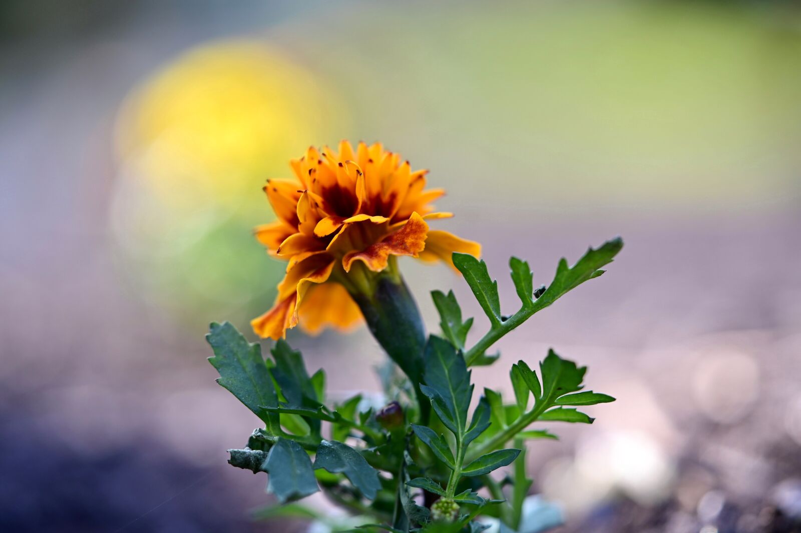 Nikon Z6 sample photo. Marigold, flower, orange photography