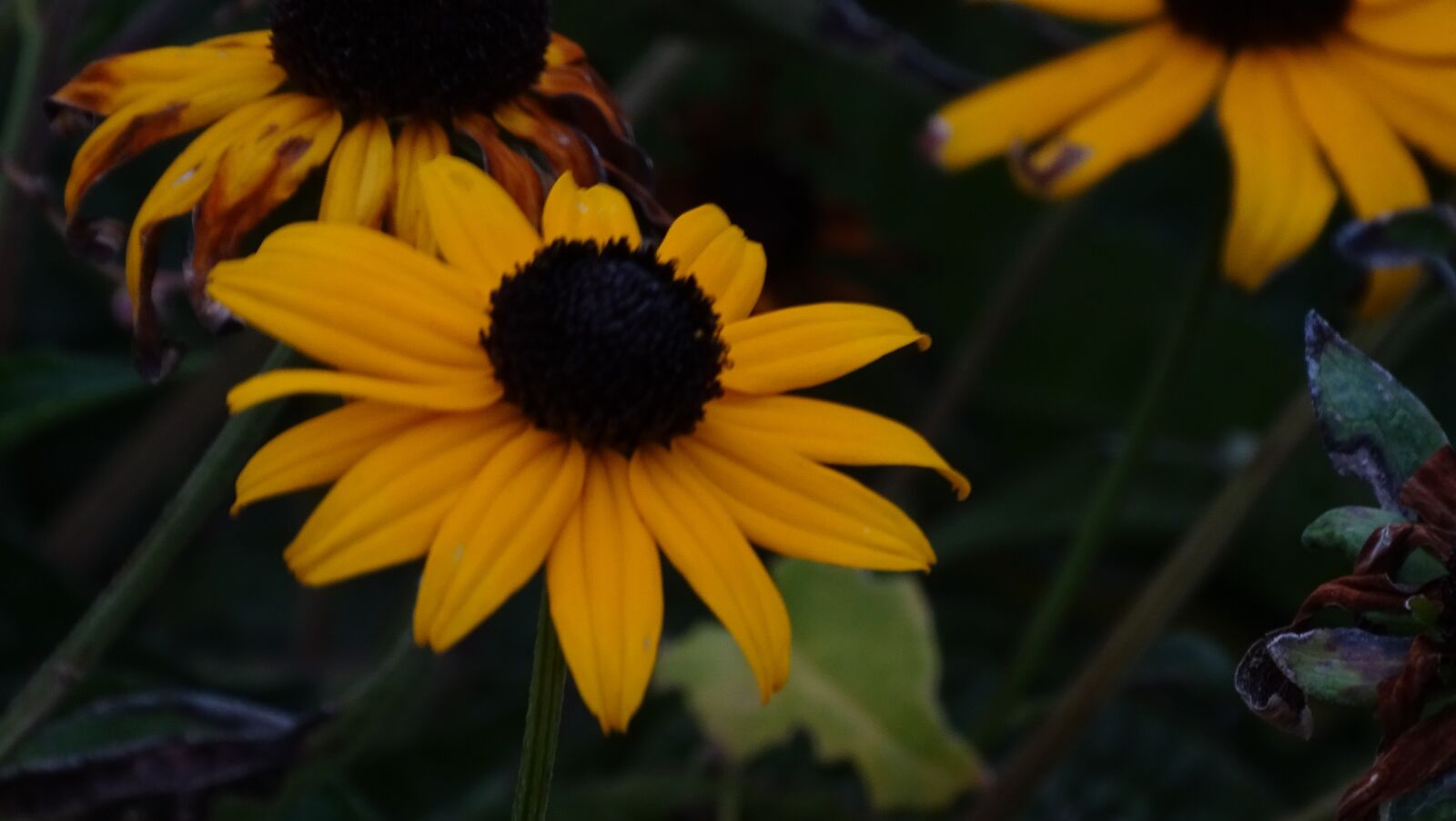 Sony Cyber-shot DSC-HX400V sample photo. Coneflowers, yellow, coneflower photography