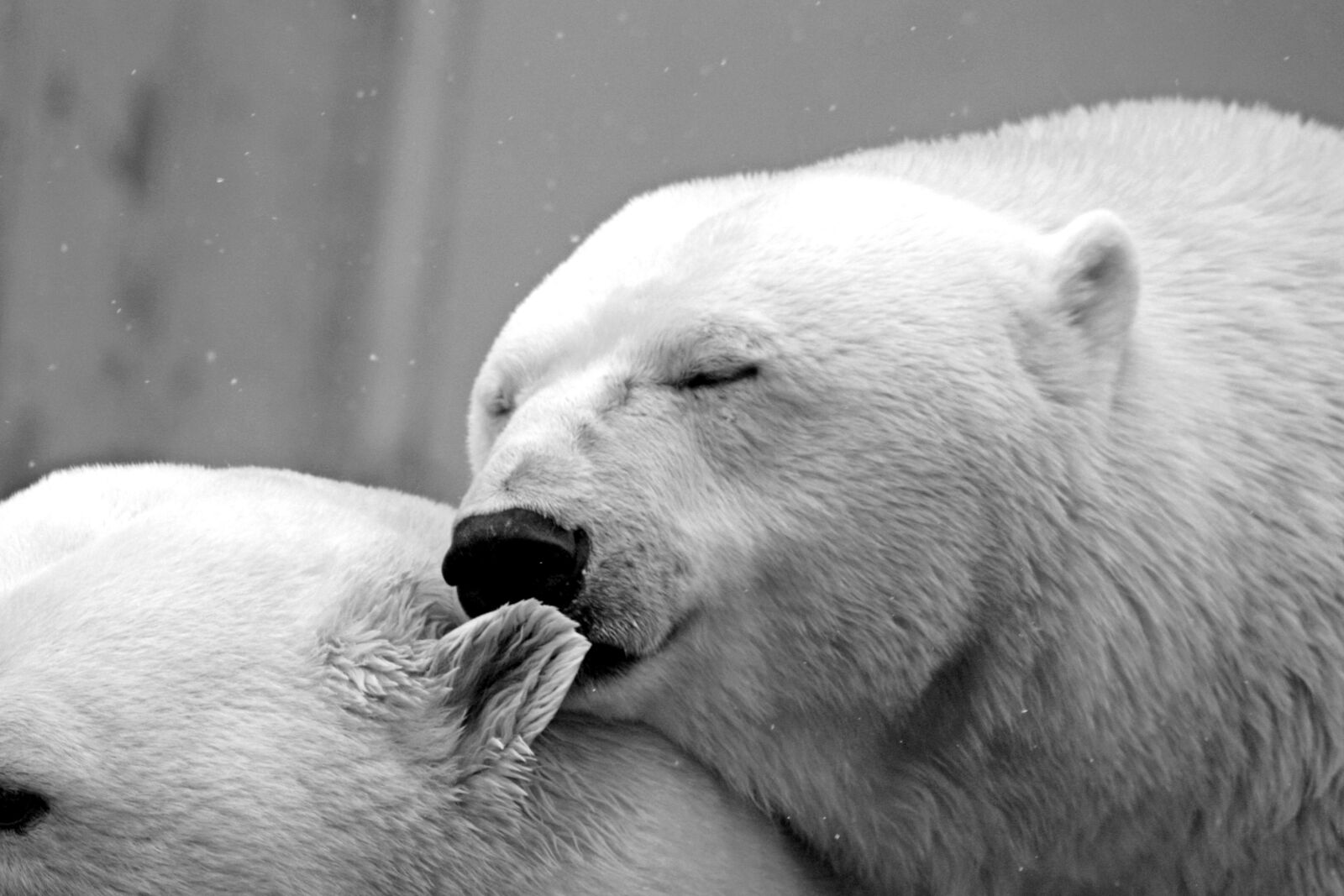 Canon EOS 450D (EOS Rebel XSi / EOS Kiss X2) sample photo. Polar bears, bear, winter photography