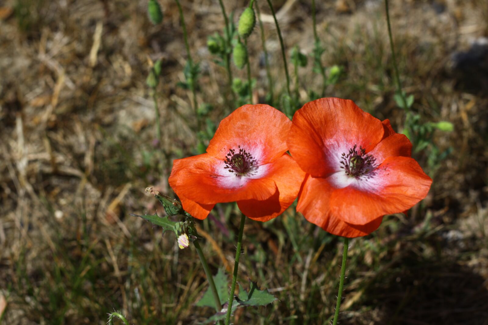 Canon EOS 50D sample photo. Poppies, flowers, red photography