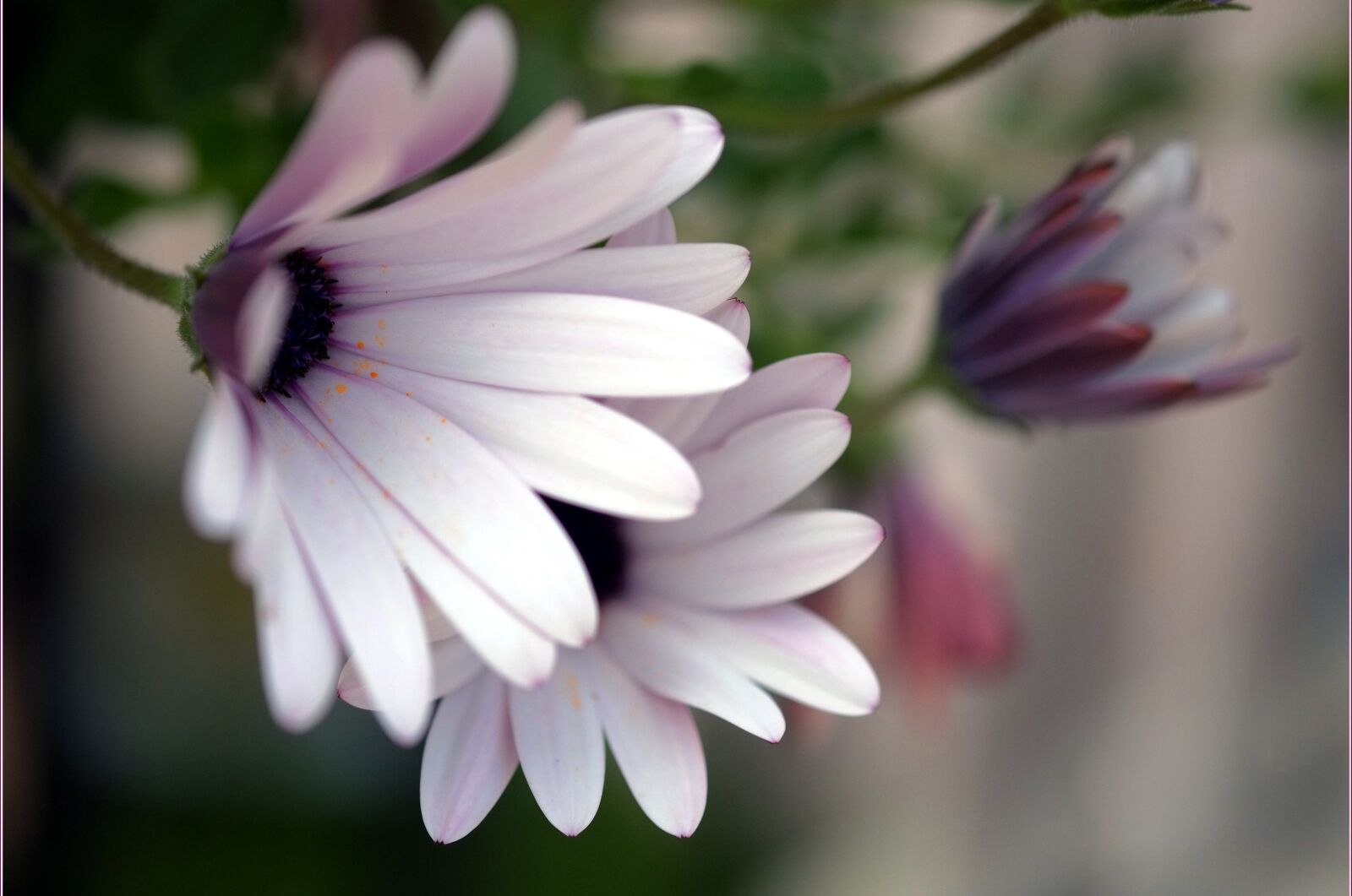 Fujifilm X-E1 sample photo. Daisies, flowers, petals photography