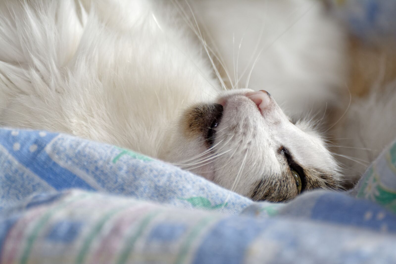 Nikon D5200 sample photo. Cat, kitten, sleepy photography