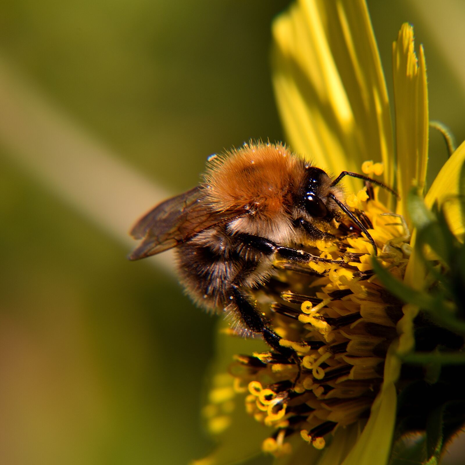 Nikon D5500 sample photo. Bee, blossom, bloom photography