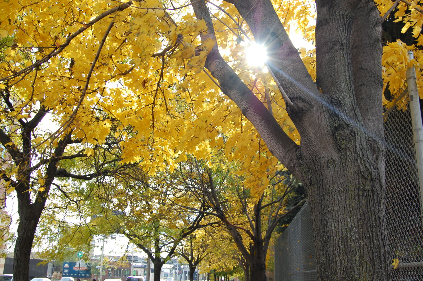 Nikon D40 sample photo